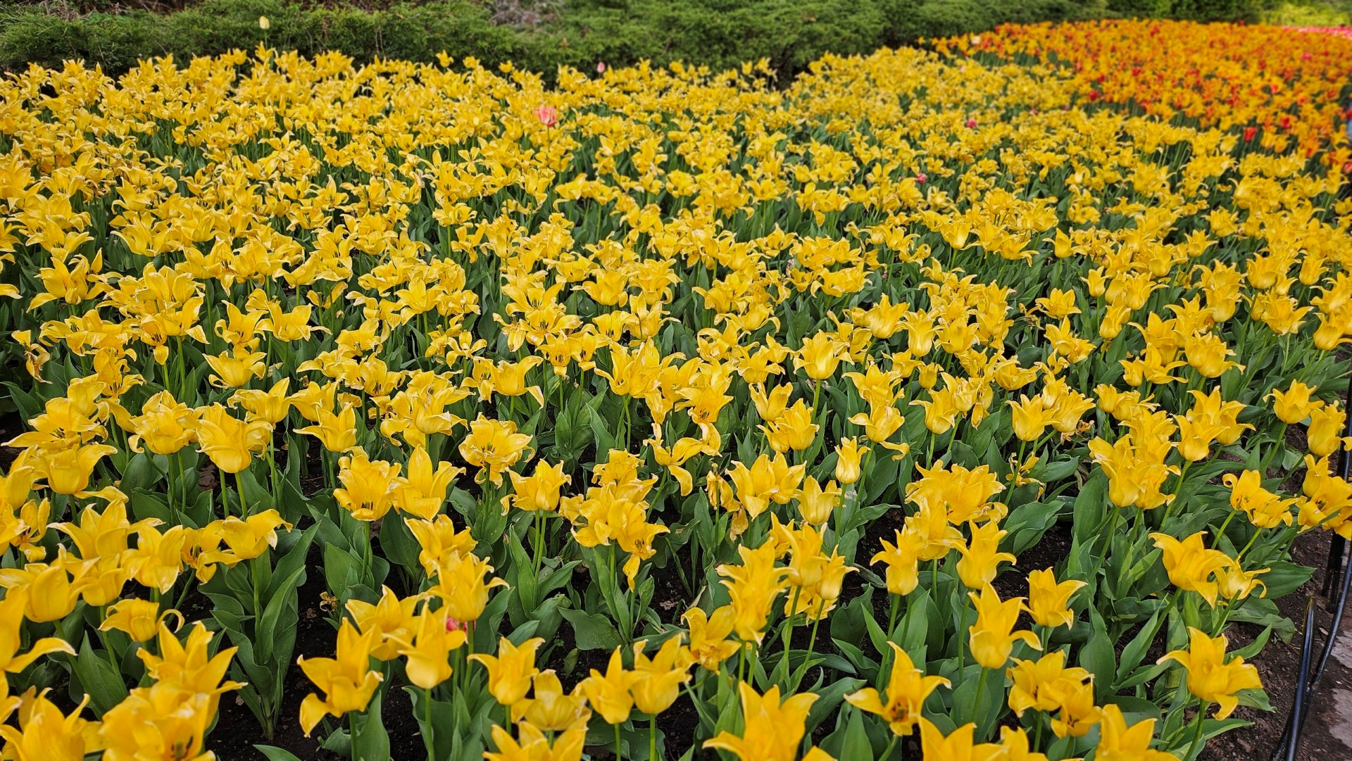 Năm nay, lễ hội hoa tulip kéo dài 11 ngày, từ ngày 10 đến 20/5 tại công viên Comissioners, thủ đô Ottawa.