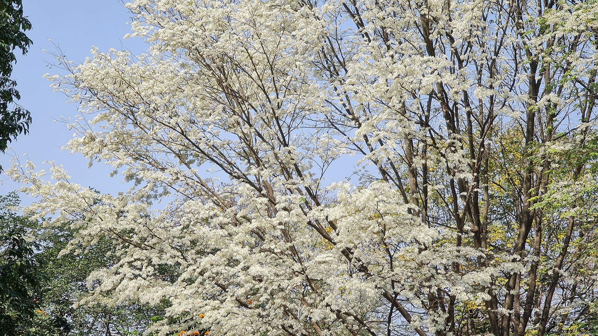 Không đỏ rực như hoa phượng, không chói chang như hoa muồng vàng, hoa sưa tinh khiết tạo một vẻ đẹp lãng mạn rất riêng của Hà Nội.