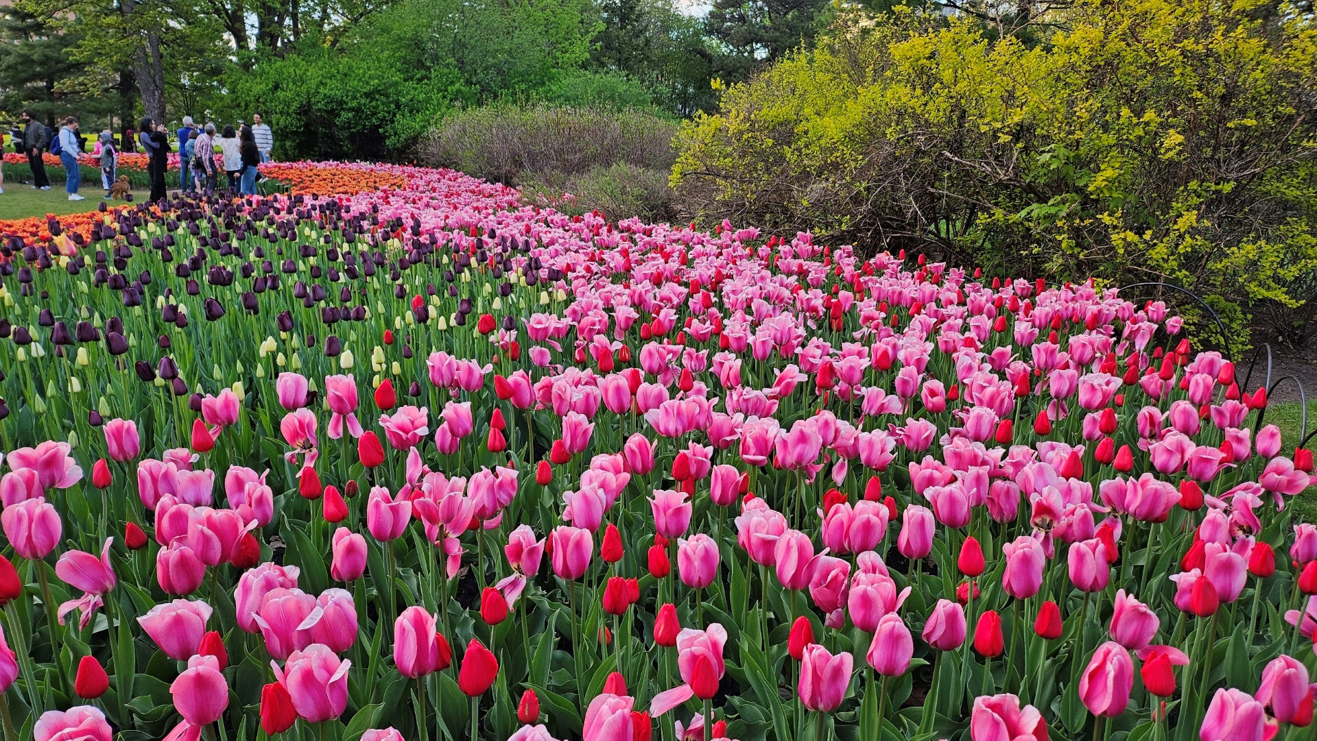 Để ghi nhận sự giúp đỡ của quân đội Canada, hằng năm Hoàng gia Hà Lan đã gửi 10.000 củ hoa tulip đến Ottawa. Truyền thống đó vẫn được tiếp tục cho tới ngày nay.