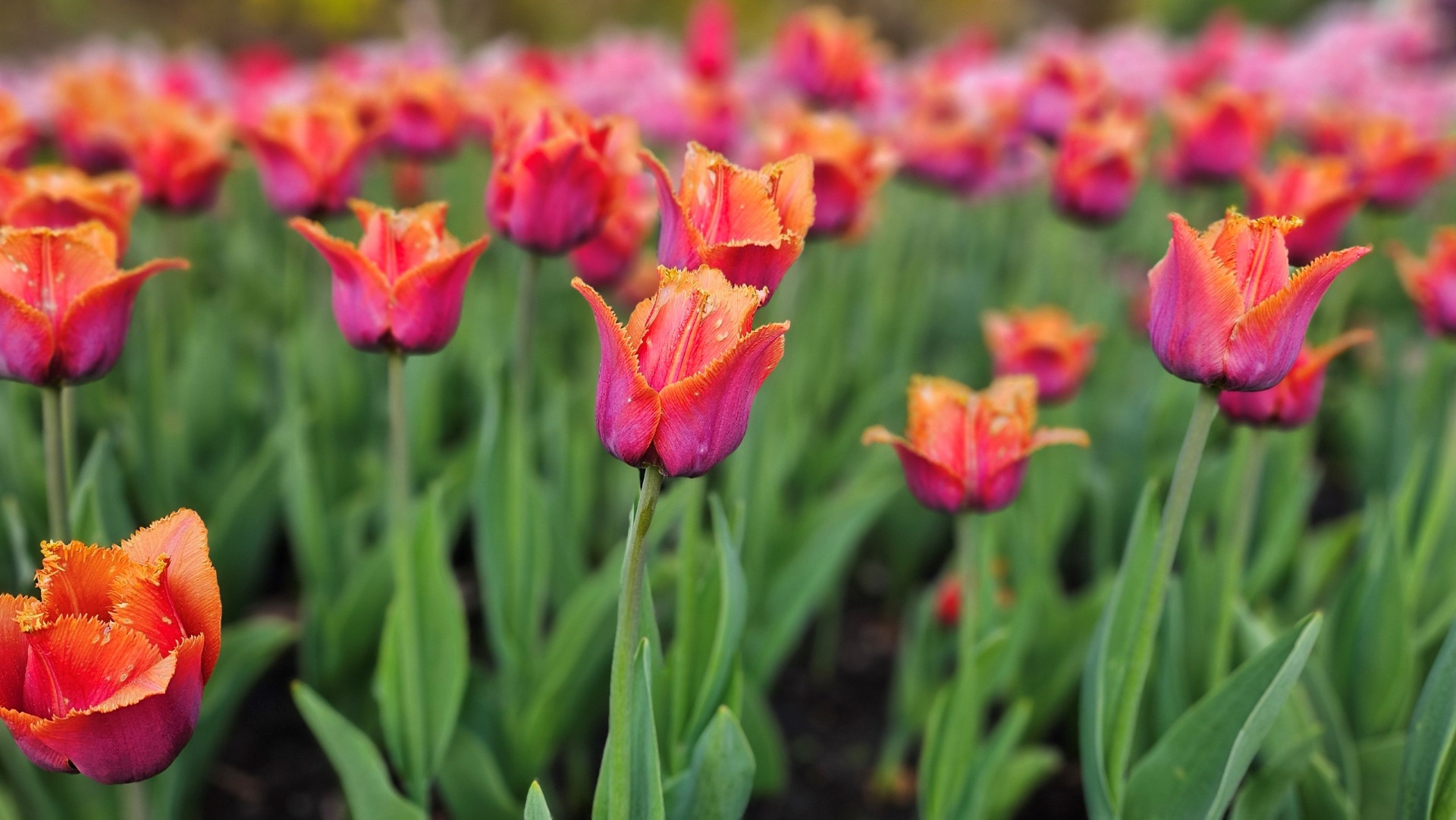 Những bông hoa slava tulip gây ấn tượng bởi sự pha trộn giữa màu đỏ tía với viền màu cam sống động.