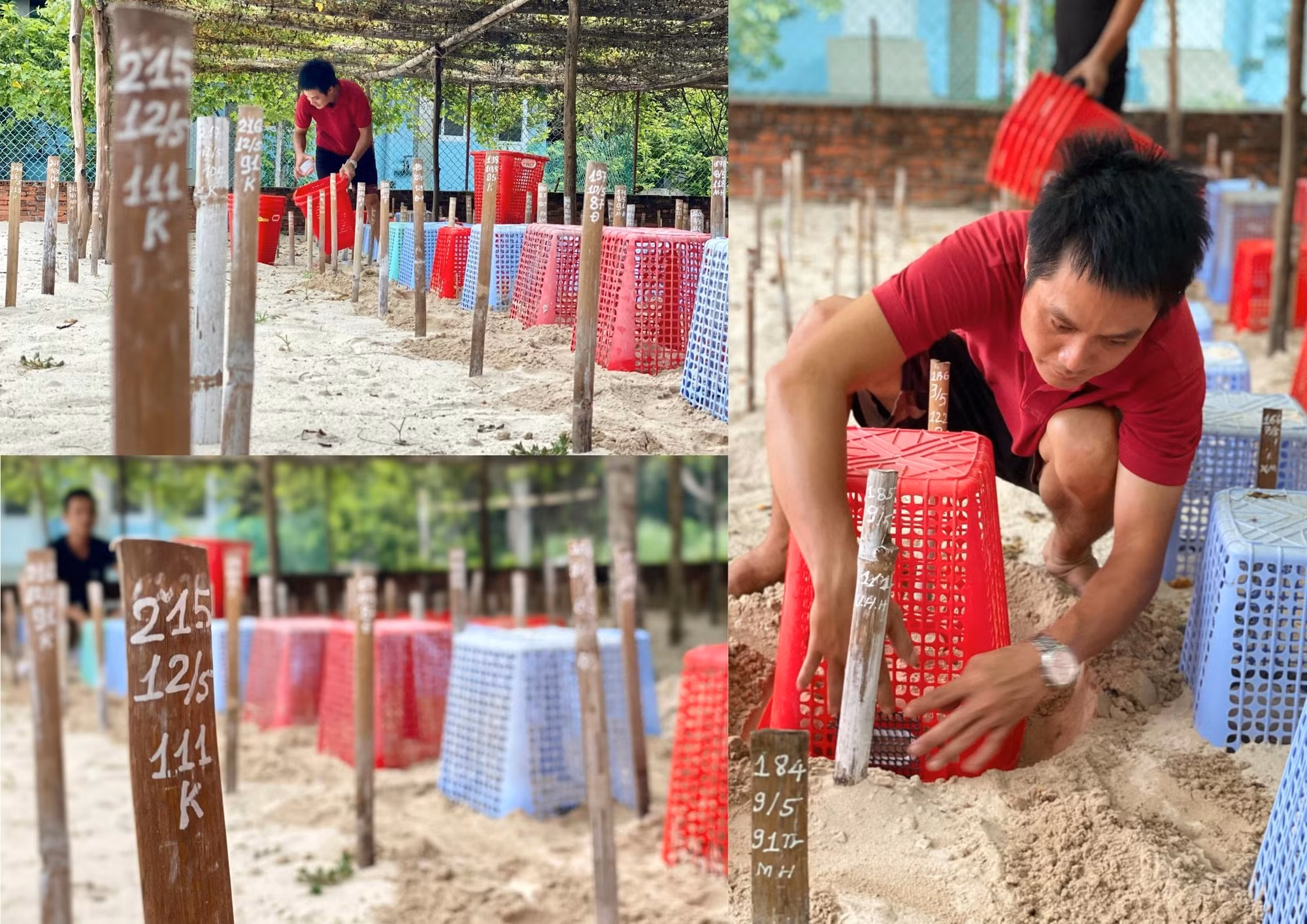 Để chuẩn bị cho những quả trứng rùa sắp nở, nhân viên kiểm lâm phải ghi chú trên mỗi hố chôn trứng rùa gồm ngày chôn, số lượng trứng, địa điểm, người chôn.