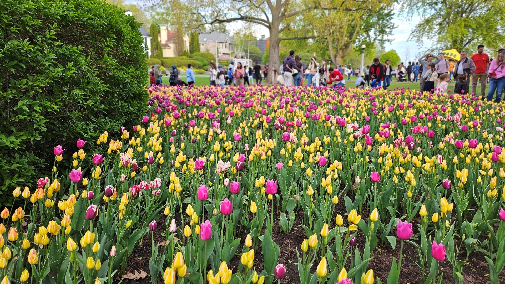 Bởi vậy, hoa tulip đã trở thành biểu tượng của tình hữu nghị giữa Hà Lan và Canada.