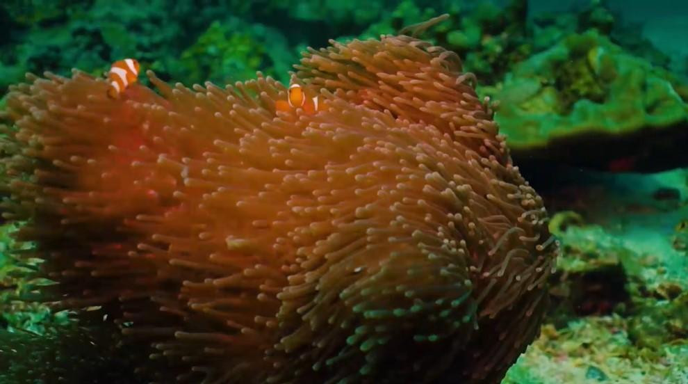 San hô hồi sinh cũng giúp hệ động vật phát triển mạnh trở lại (Ảnh: chụp từ clip của CNN) San hô hồi sinh cũng giúp hệ động vật phát triển mạnh trở lại (Ảnh: chụp từ clip của CNN)