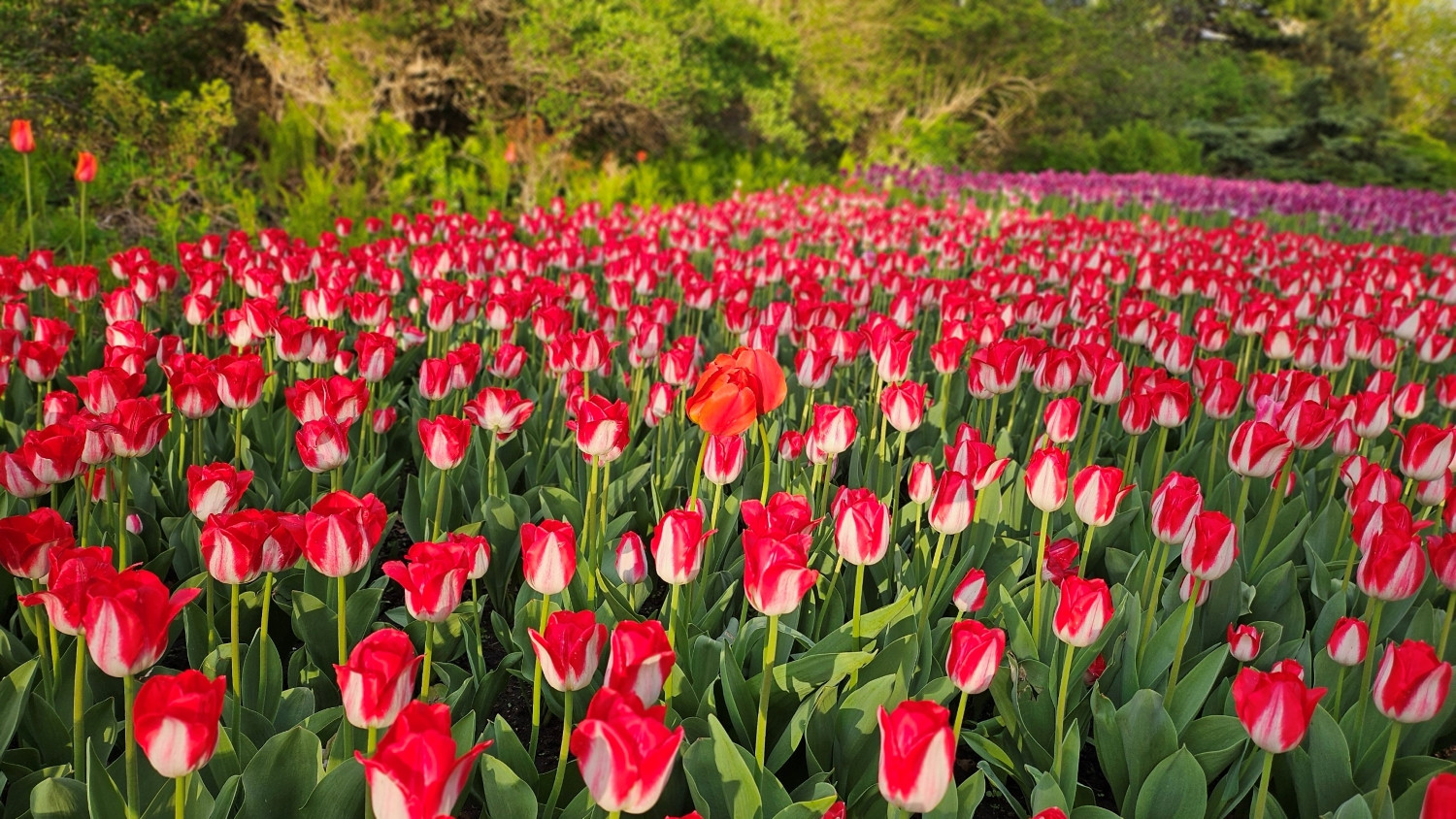 Dưới ánh nắng chiều, những bông hoa tulip càng rực rỡ sắc màu kiêu sa.