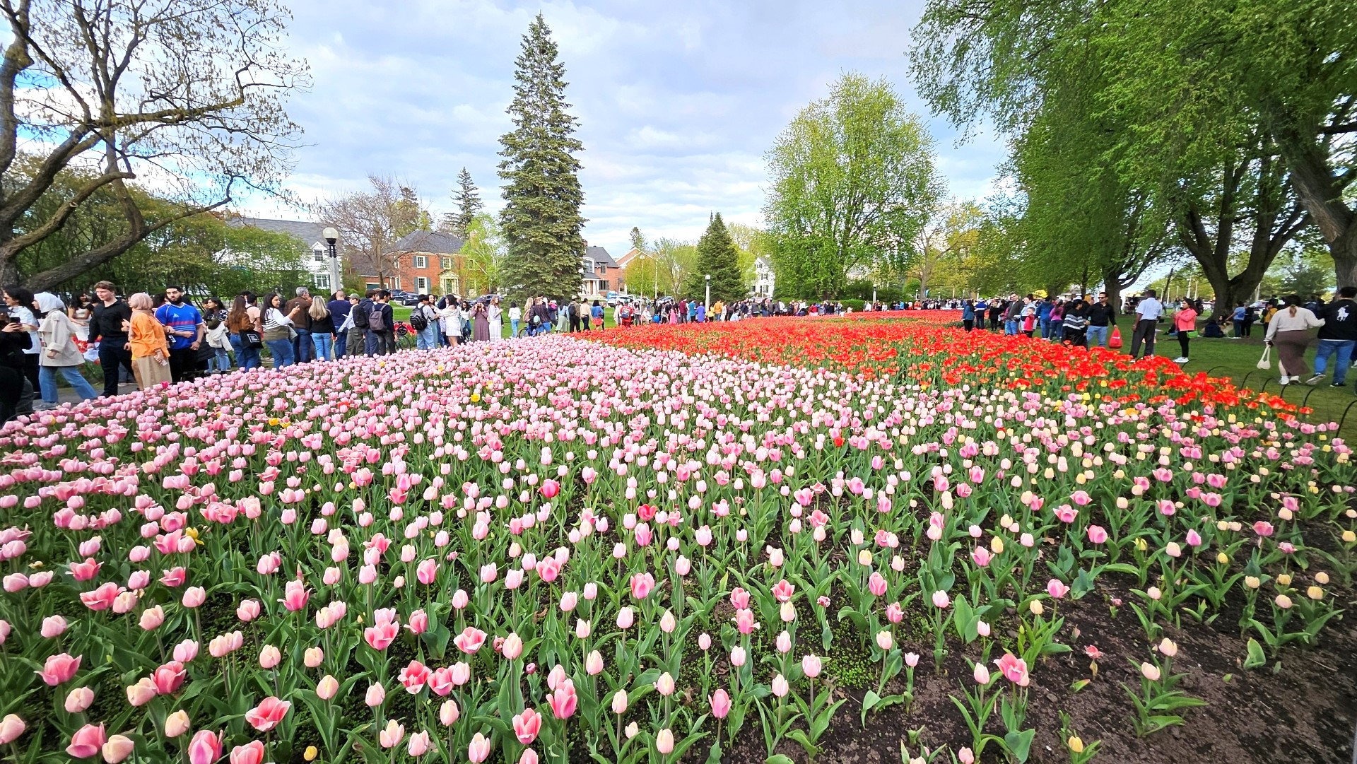 Mới ngày đầu diễn ra lễ hội, hàng nghìn người dân thủ đô và du khách đã về đây để ngắm nhìn và chụp ảnh cùng loài hoa báo hiệu mùa xuân ấm áp đã ngập tràn thủ đô Ottawa.