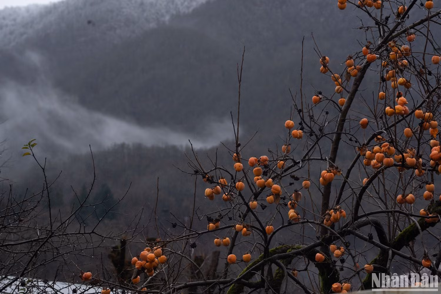 Hồng chín vàng trên cây.