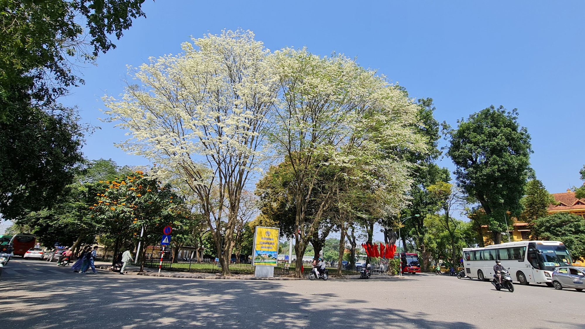 Năm nay hoa sưa, loài hoa đặc trưng của Hà Nội nở sớm. Trên nhiều tuyến phố, hoa sưa đã dần tàn, nhưng ở góc phố Điện Biên Phủ, hai cây sưa già đang vào độ đẹp nhất.
