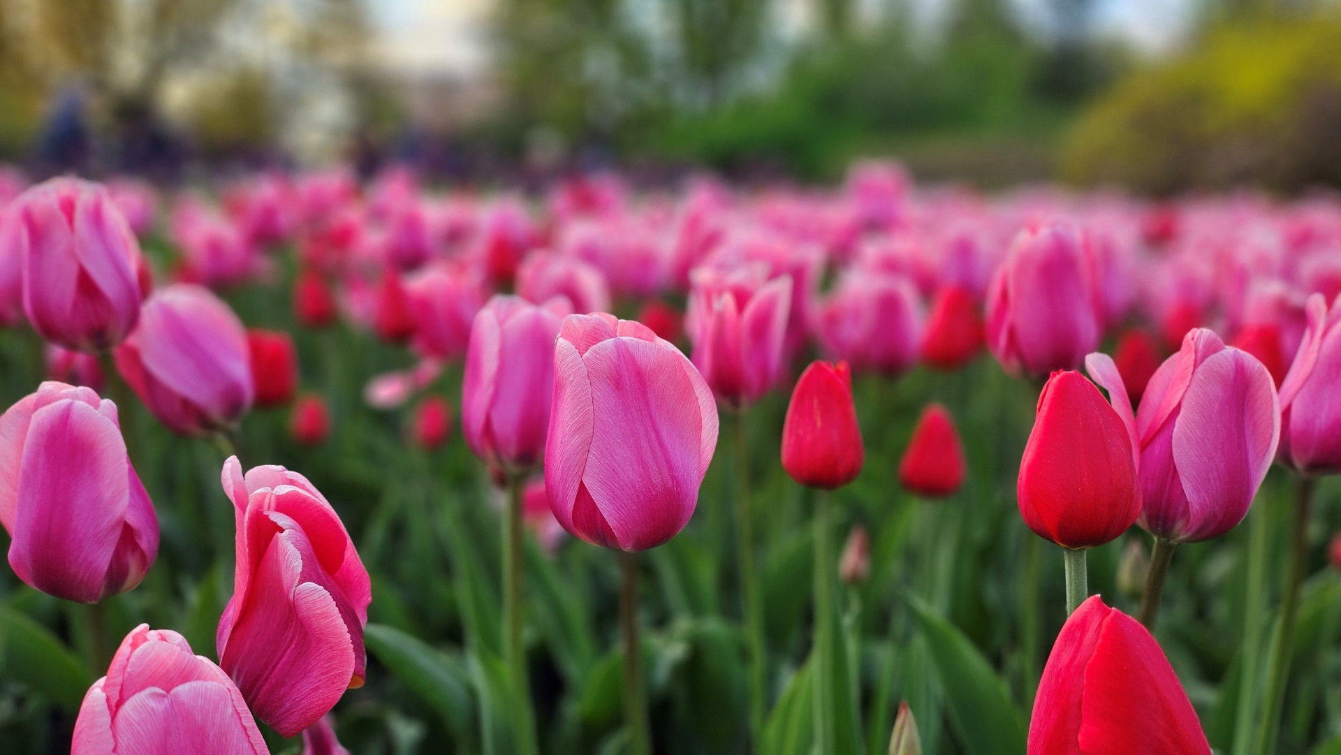 Dấu ấn đặc biệt của tháng 5 hằng năm chính là lễ hội hoa tulip lớn nhất thế giới với hàng trăm nghìn bông hoa rực rỡ từ 100 giống hoa tulip.