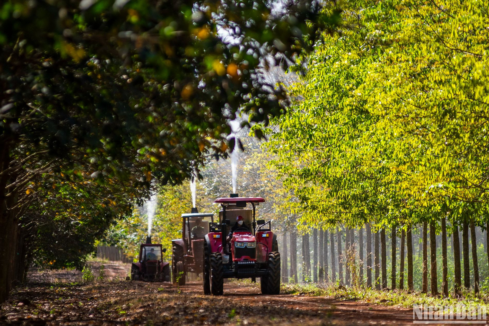 Để phòng trừ bệnh phấn trắng cho cây cao-su, tạm gác lại những ngày nghỉ Tết, các công nhân Nông trường cao-su Hàng Gòn, Tổng Công ty Cao-su Đồng Nai bắt đầu phun thuốc dưỡng mầm lá non.