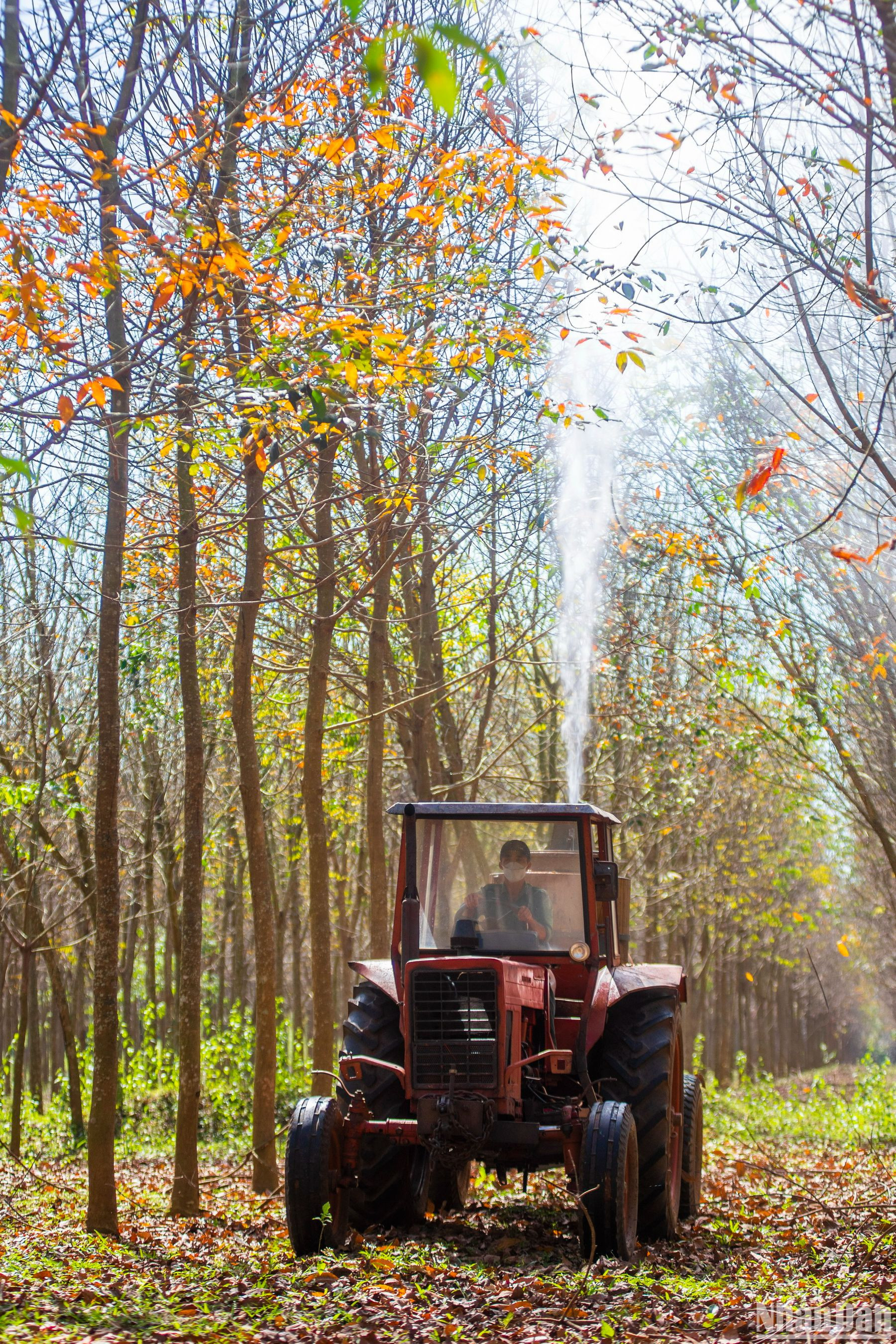 Việc phun phòng trừ bệnh, dưỡng lá non cho cây sẽ được thực hiện từng lô cao-su.