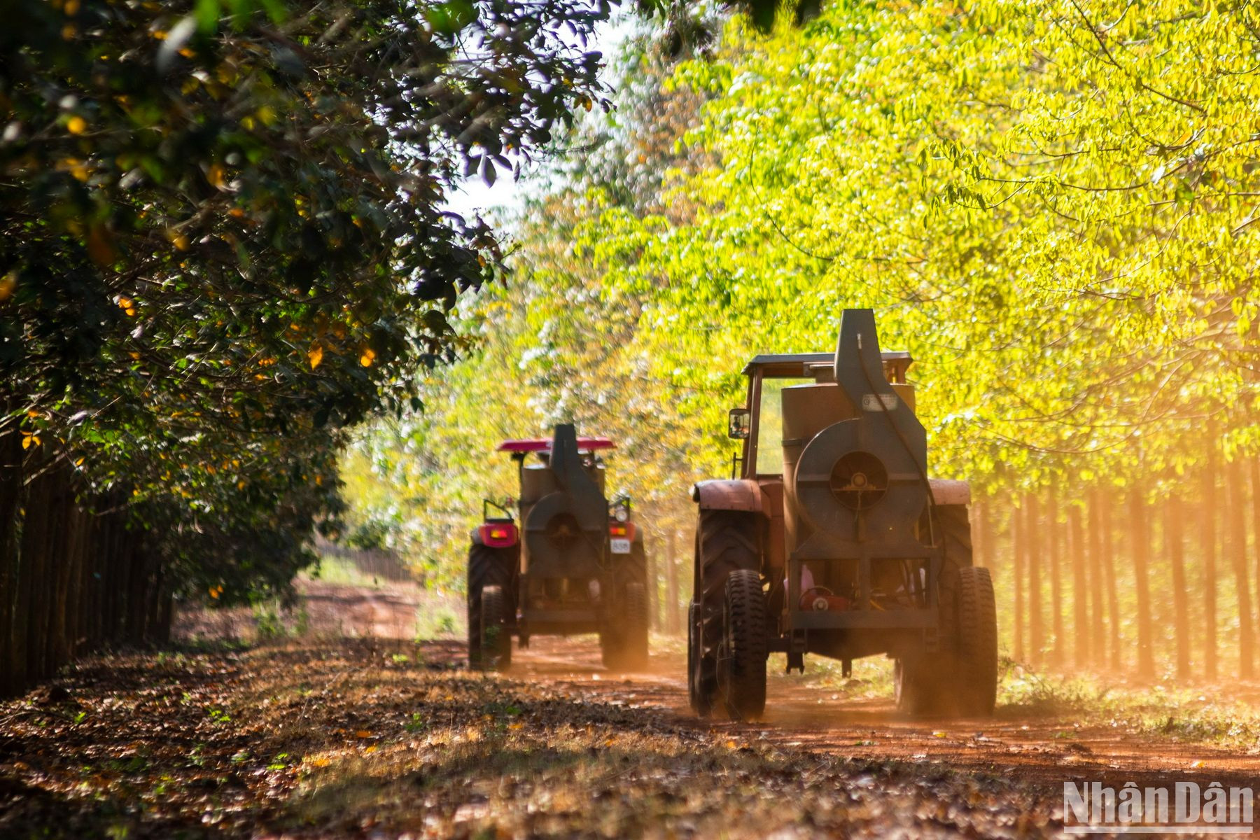 Ngoài những xe máy cày chở các bình để bơm thuốc phòng trừ bệnh, một số xe tiếp nước được huy động để phục vụ việc dưỡng mầm non cho cây.