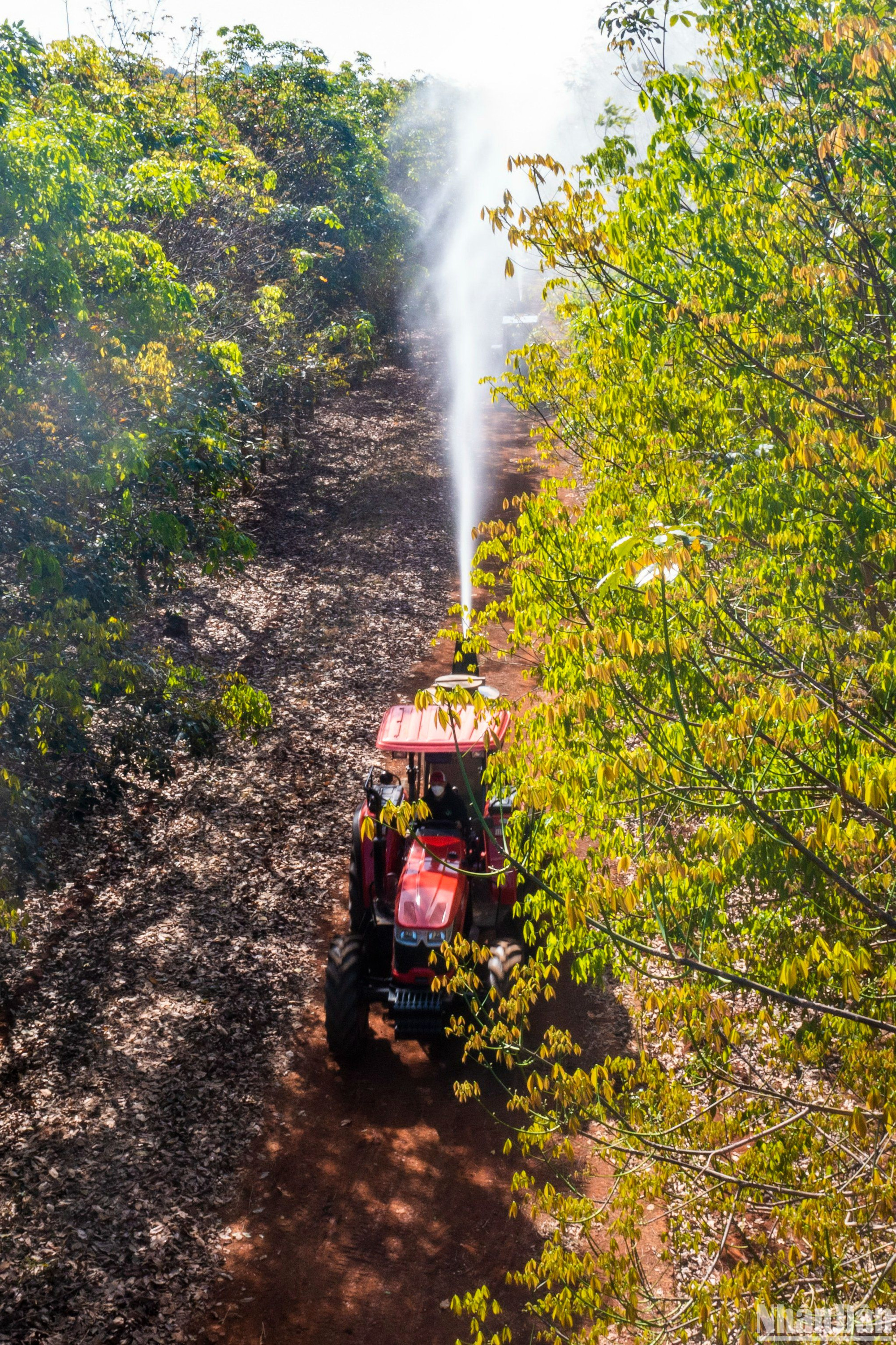 Kết quả, bộ lá ổn định, sạch bệnh với hệ số lá hữu hiệu hơn 87%.