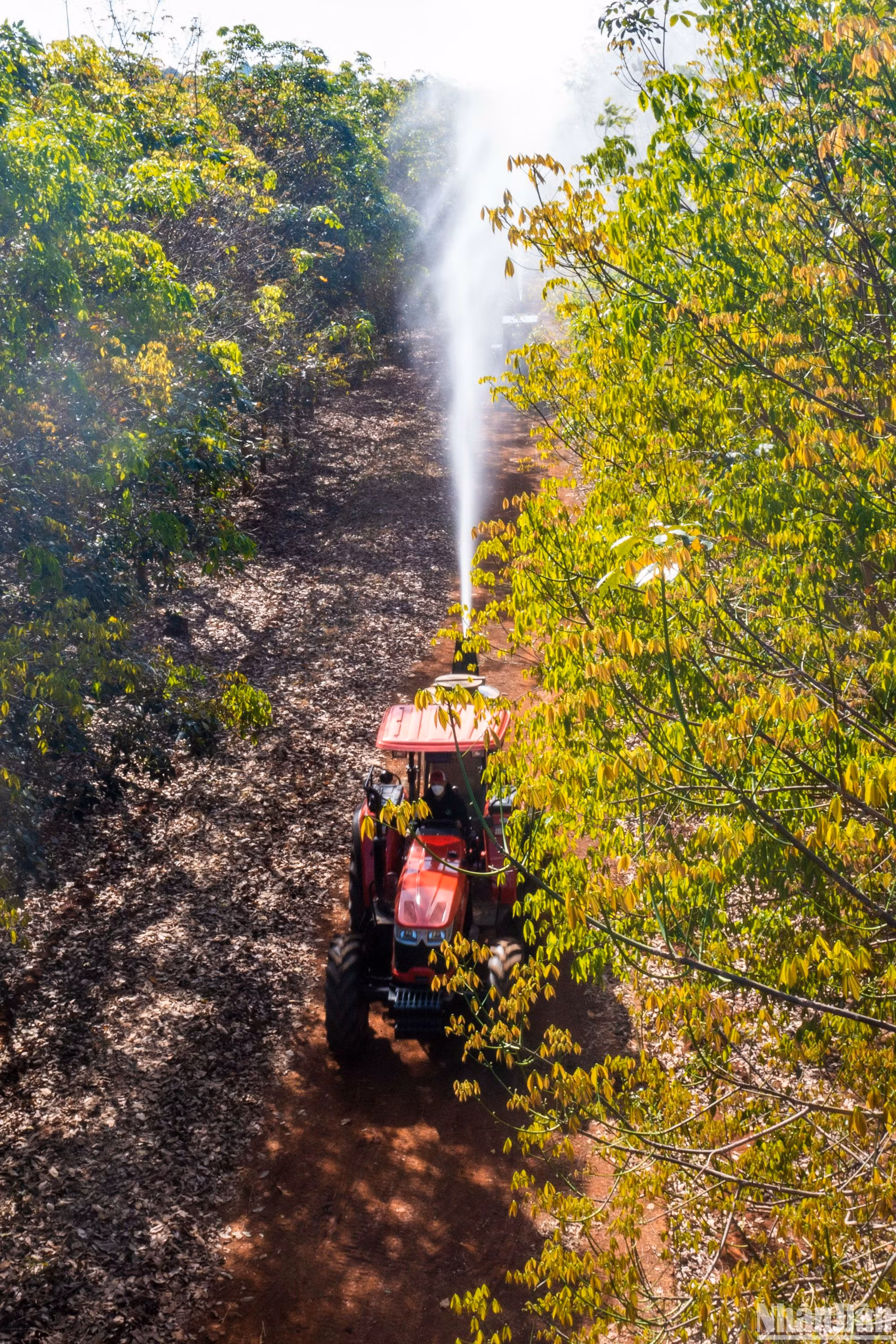 Kết quả, bộ lá ổn định, sạch bệnh với hệ số lá hữu hiệu hơn 87%.