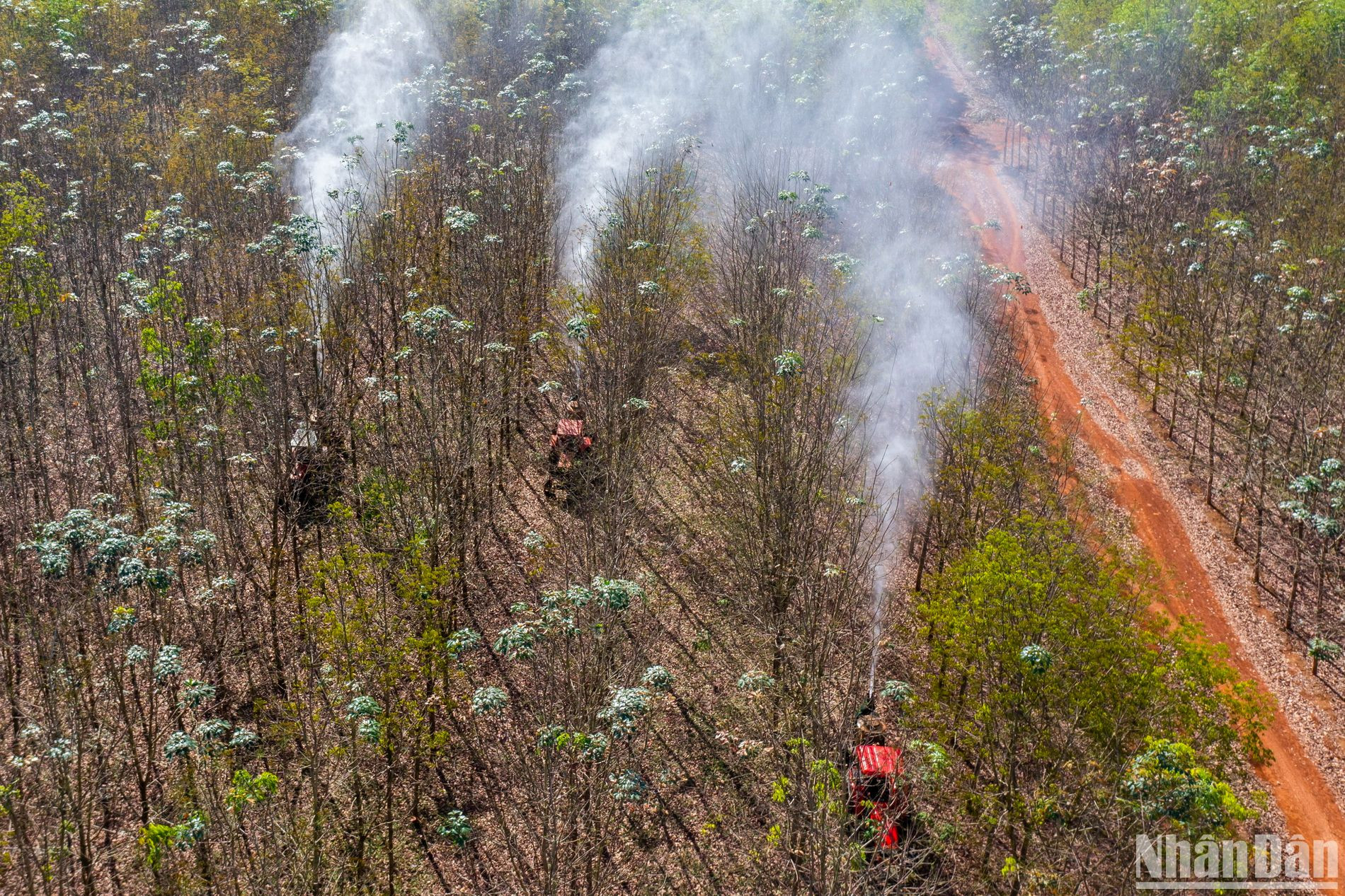 Sau 3 ngày nghỉ Tết (30, mùng 1, mùng 2), hôm nay (mùng 3 Tết) công nhân trở lại làm việc, phun chăm sóc mầm non lá cây cao-su.