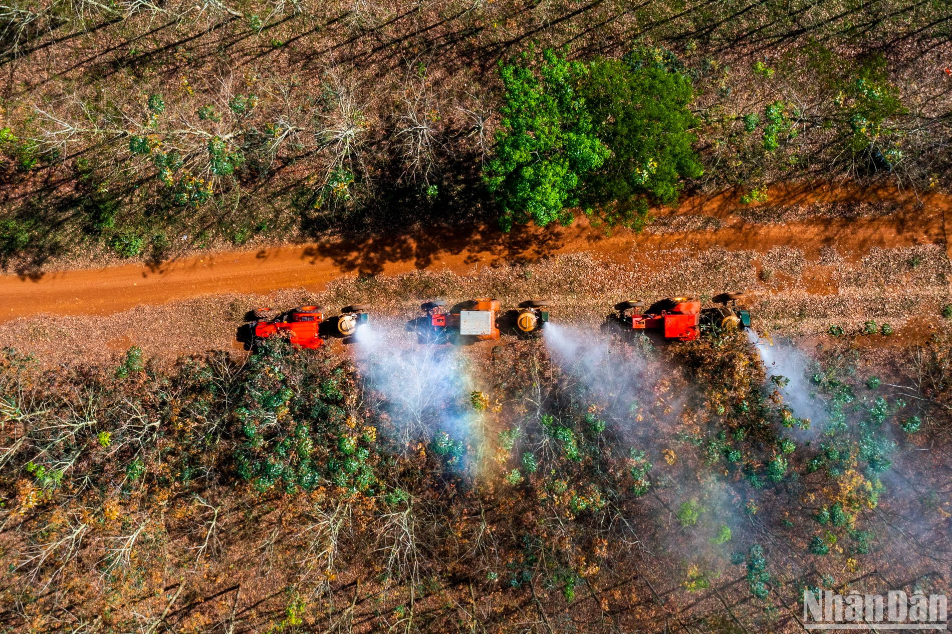 Việc phun trị bệnh phấn trắng sẽ được thực hiện cách nhau 10 ngày. Sau khi phun, lá sẽ ổn định và đẹp cả năm, cây phát triển tốt cho năng suất mủ cao.