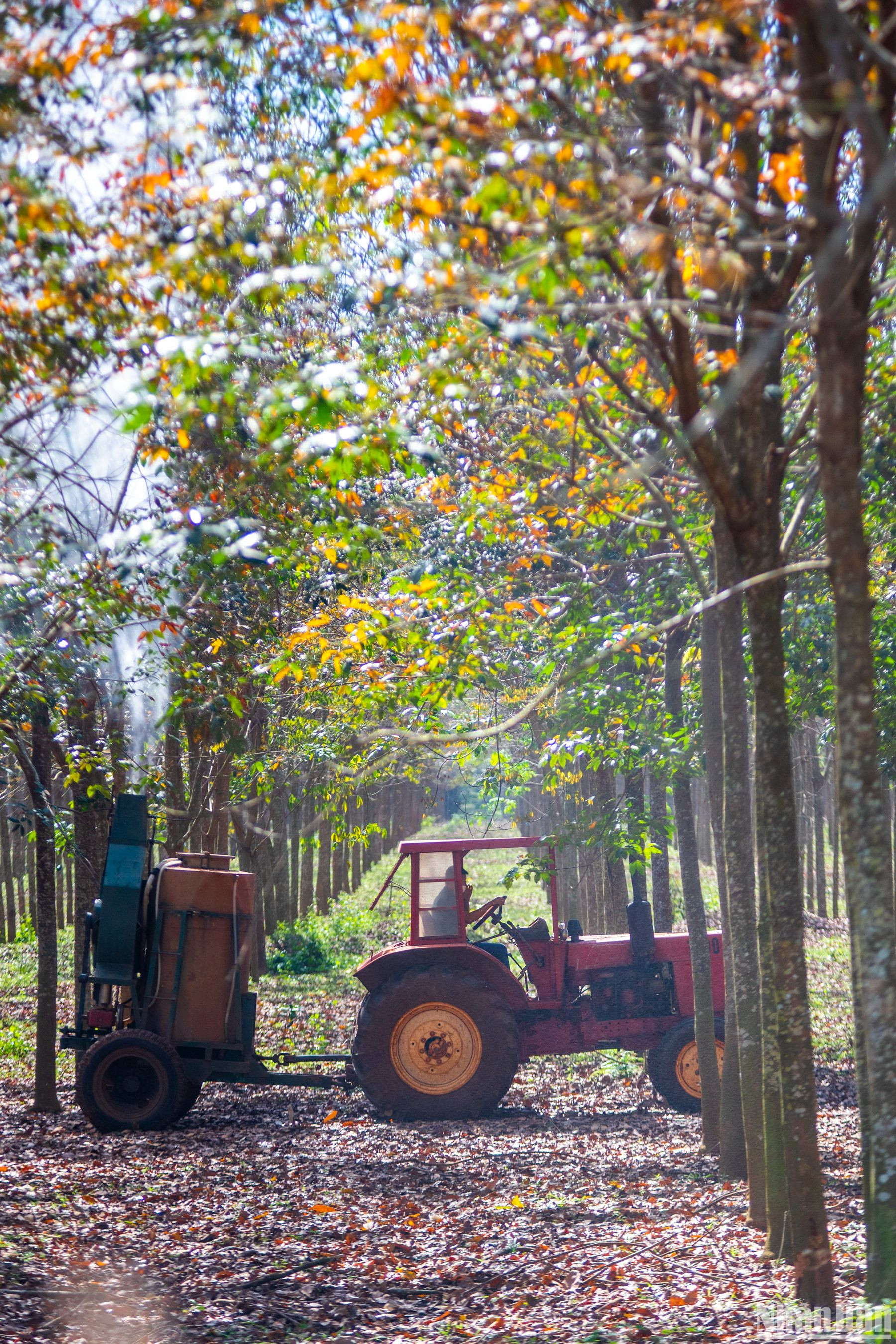 Niên vụ năm 2022, Tổng Công ty Cao-su Đồng Nai đã phun trị bệnh phấn trắng hơn 11.500ha.