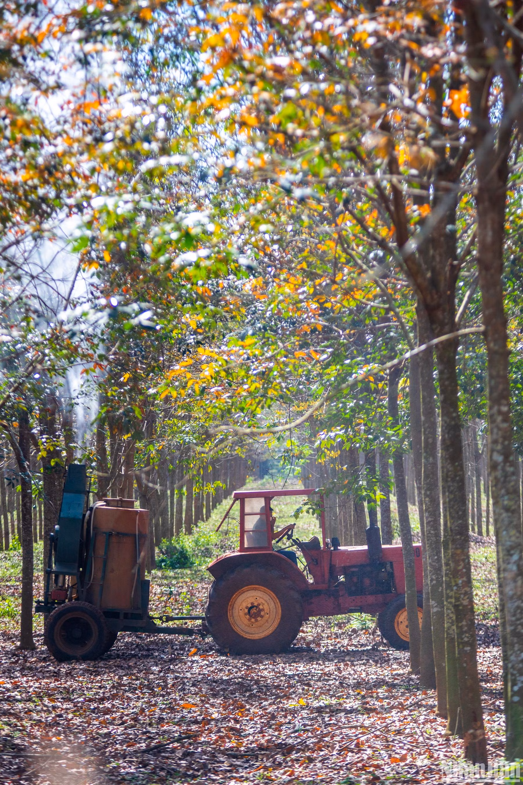 Niên vụ năm 2022, Tổng Công ty Cao-su Đồng Nai đã phun trị bệnh phấn trắng hơn 11.500ha.