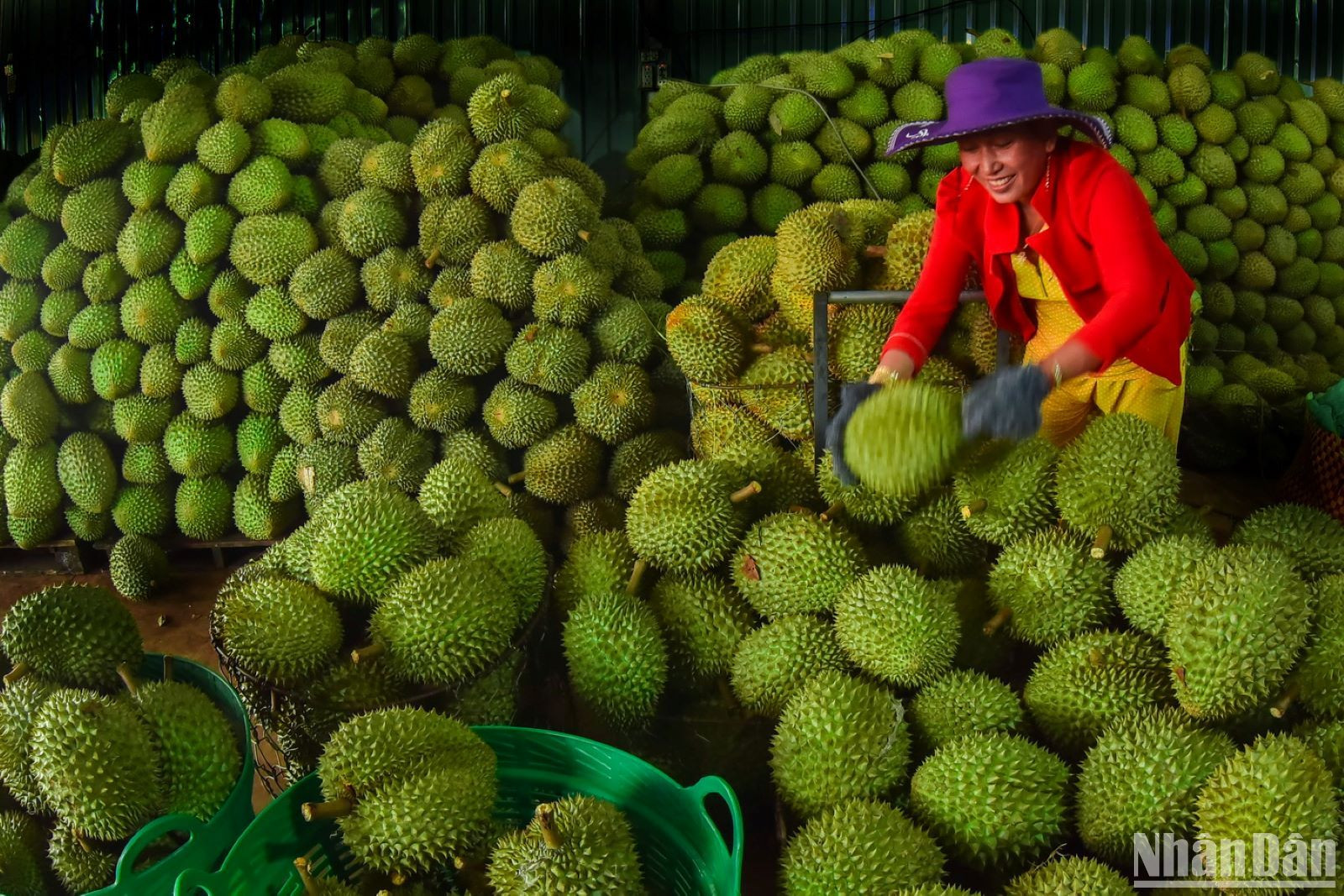 Cùng với chôm chôm, sầu riêng cũng đang vào thời kỳ thu hoạch chín vụ. Sầu riêng Long Khánh được đánh giá ngon nức tiếng vùng Đông Nam Bộ mà hiếm nơi nào có được.