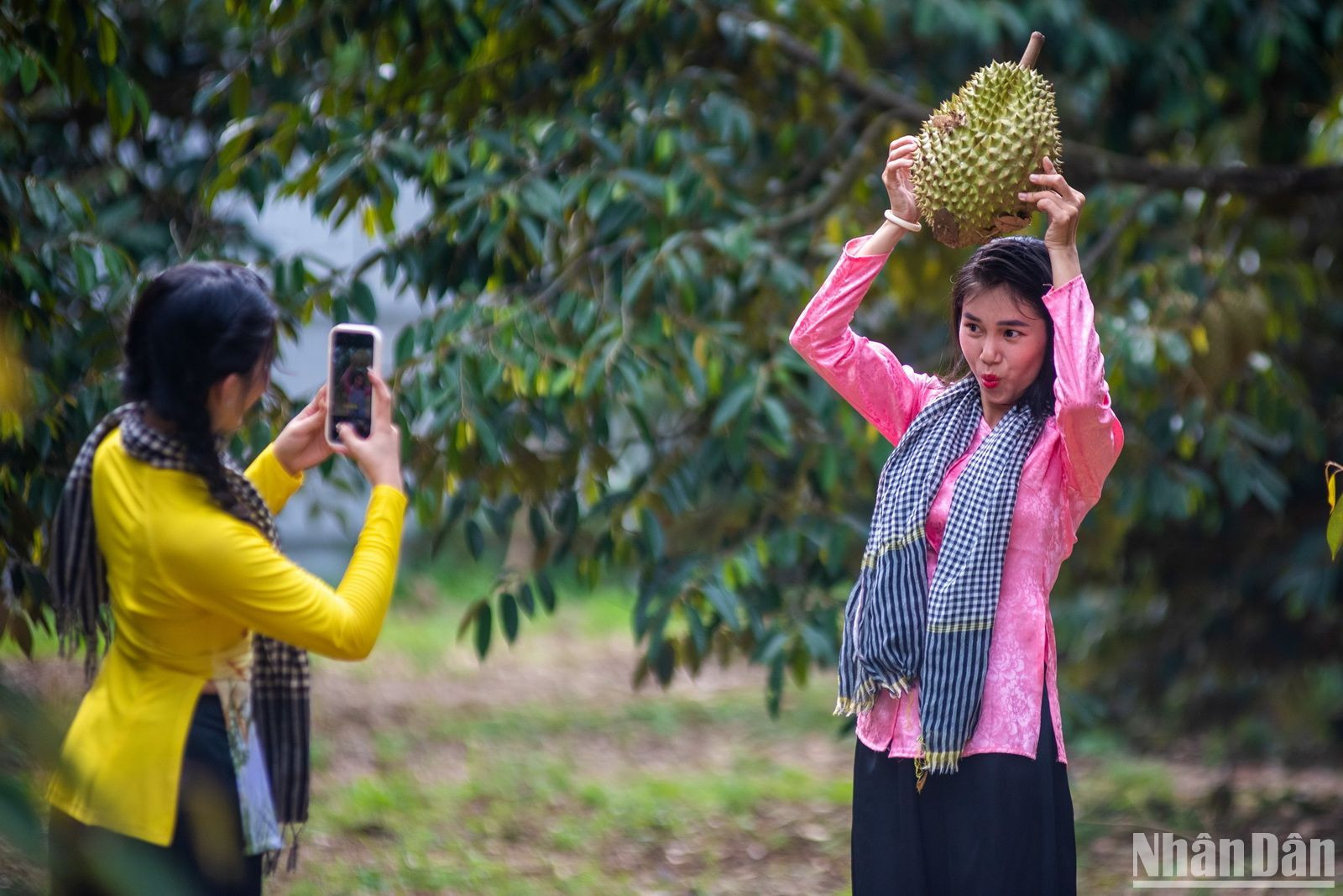 Du khách đến vườn sầu riêng trải nghiệm, chụp ảnh.