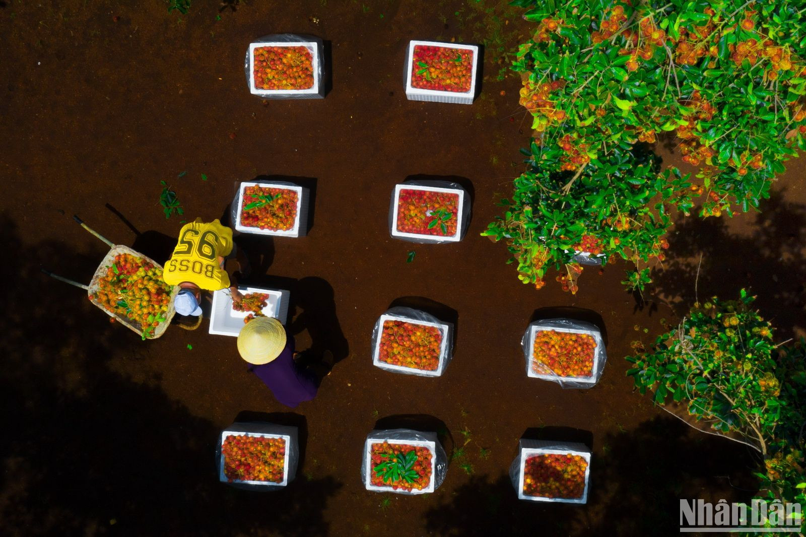 Những thùng trái cây sau khi thu hoạch được đóng để đưa đi tiêu thụ trong nước và xuất khẩu.