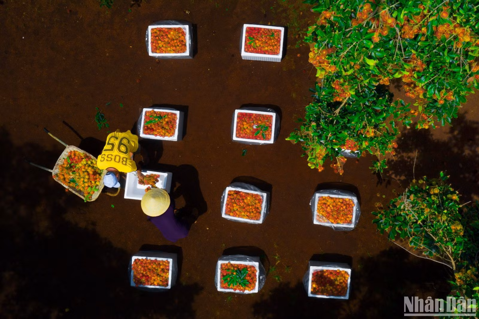 Những thùng trái cây sau khi thu hoạch được đóng để đưa đi tiêu thụ trong nước và xuất khẩu.