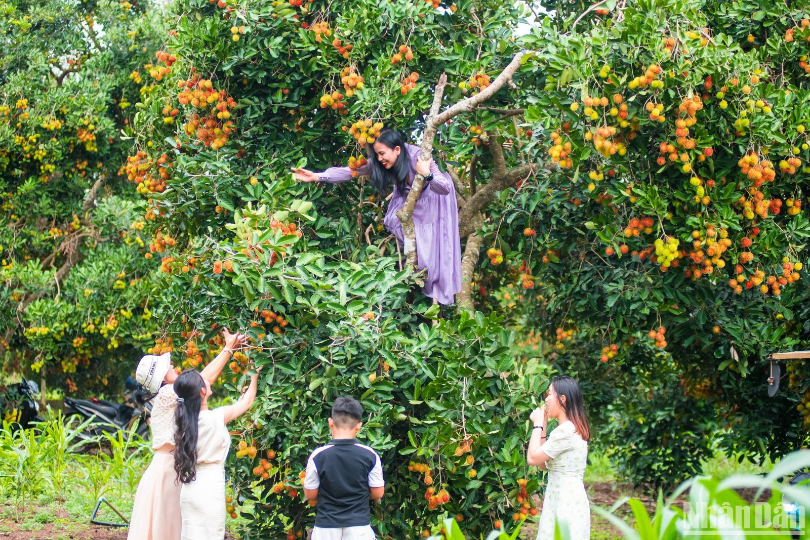 Những cây chôm chôm chín nặng trĩu quả, thu hút du khách đến vườn tham quan, tự tay mình hái quả nếm vị ngọt giữa không gian thiên nhiên trong lành.