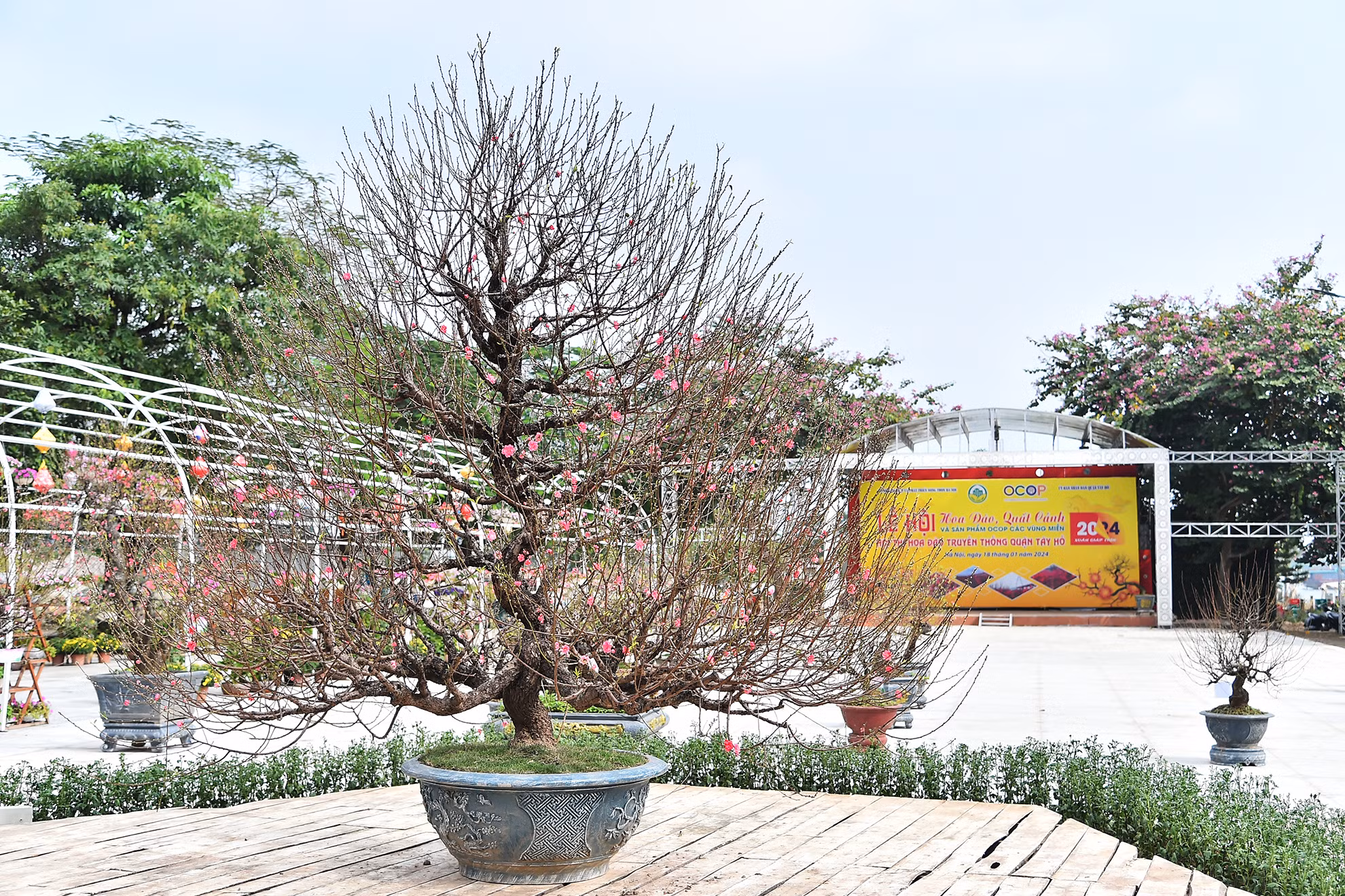 Nằm trong chuỗi hoạt động của Lễ hội Hoa đào, Quất cảnh và sản phẩm OCOP vùng miền xuân Giáp Thìn 2024, Sở Nông nghiệp và Phát triển nông thôn thành phố Hà Nội phối hợp cùng Ủy ban nhân dân quận Tây Hồ tổ chức Hội thi hoa Đào truyền thống quận Tây Hồ.