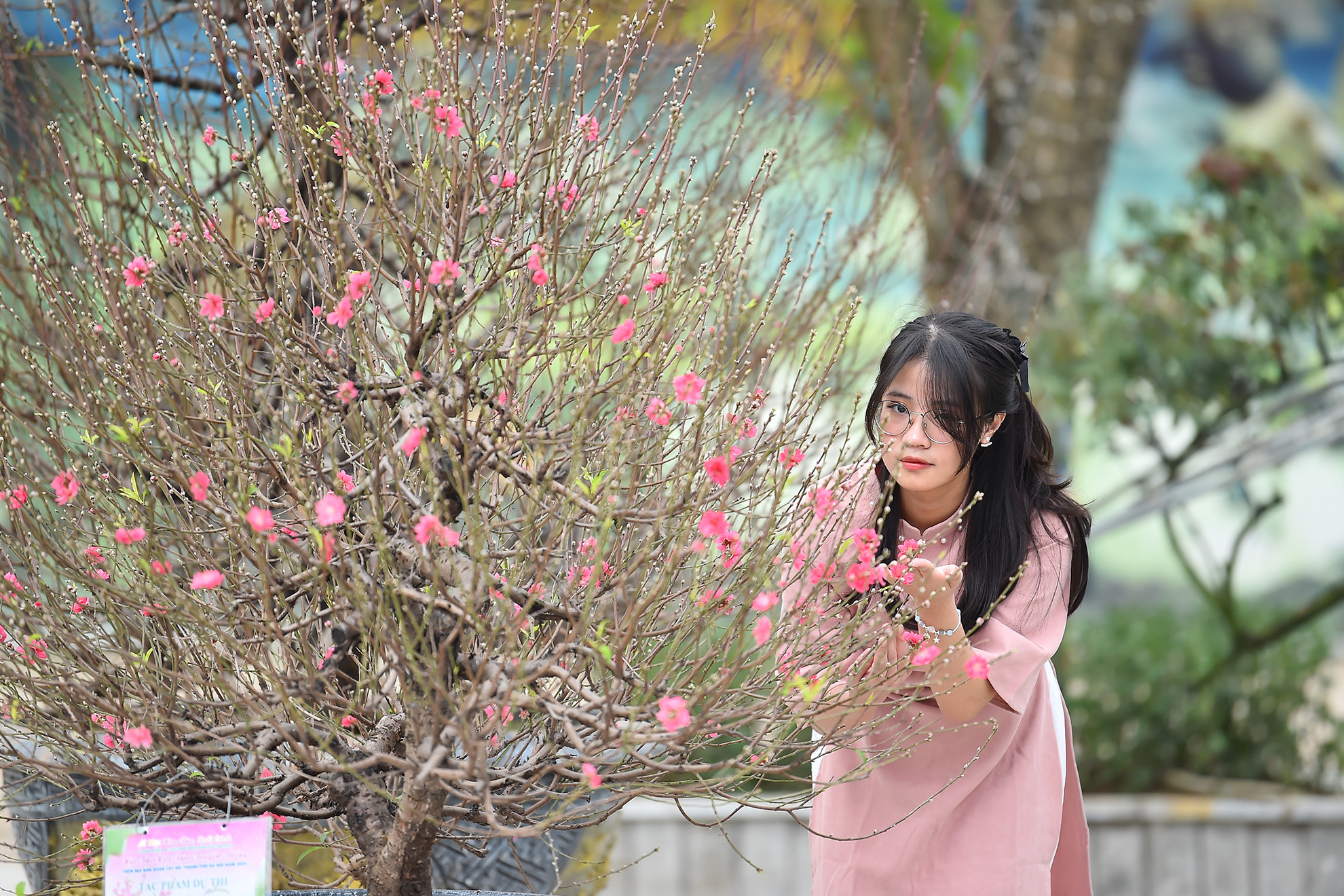 Nhiều bạn trẻ tìm đến làng đào Nhật Tân dịp này để tận hưởng không khí Tết đến, Xuân về. Nhiều bạn trẻ tìm đến làng đào Nhật Tân dịp này để tận hưởng không khí Tết đến, Xuân về.