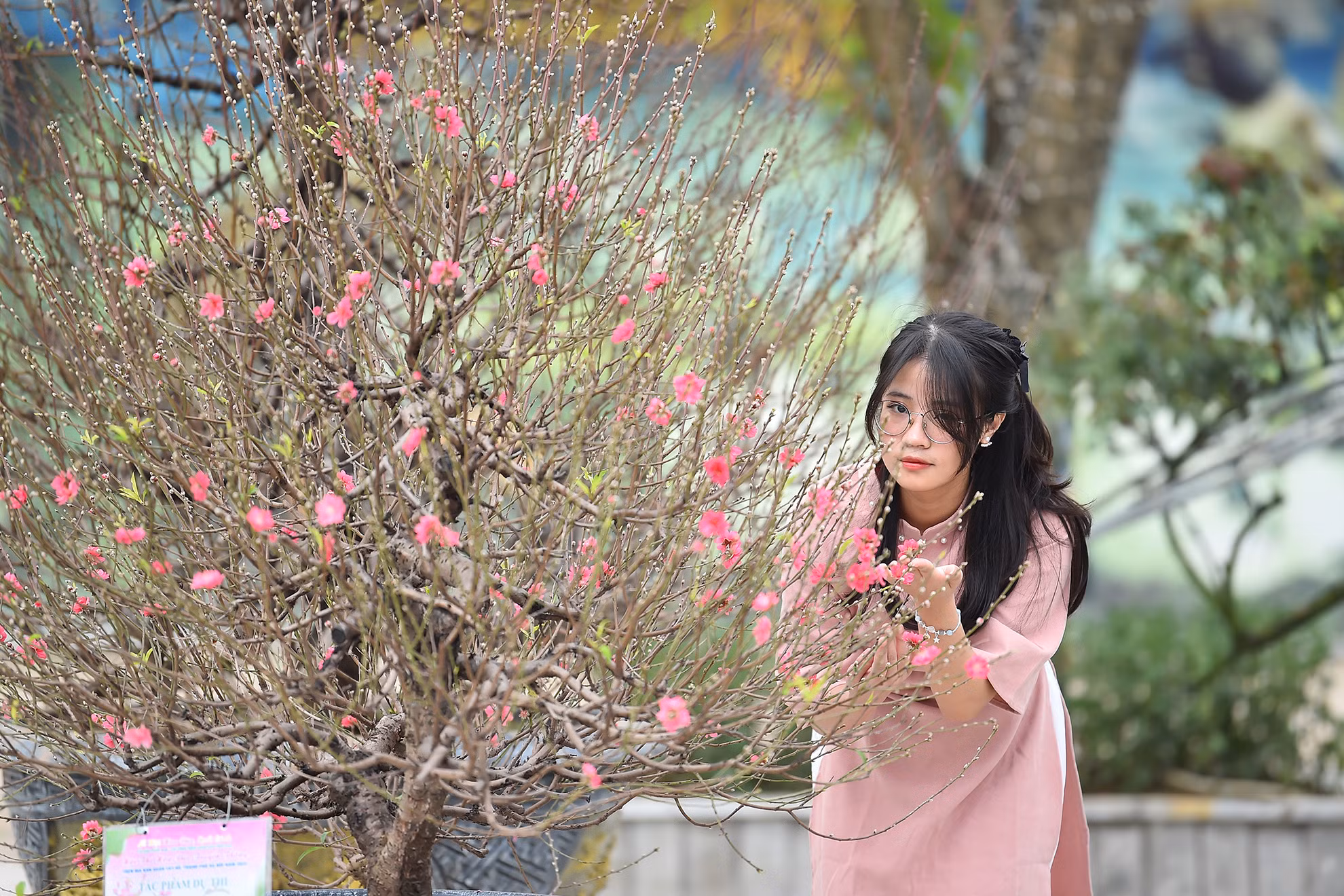 Nhiều bạn trẻ tìm đến làng đào Nhật Tân dịp này để tận hưởng không khí Tết đến, Xuân về.