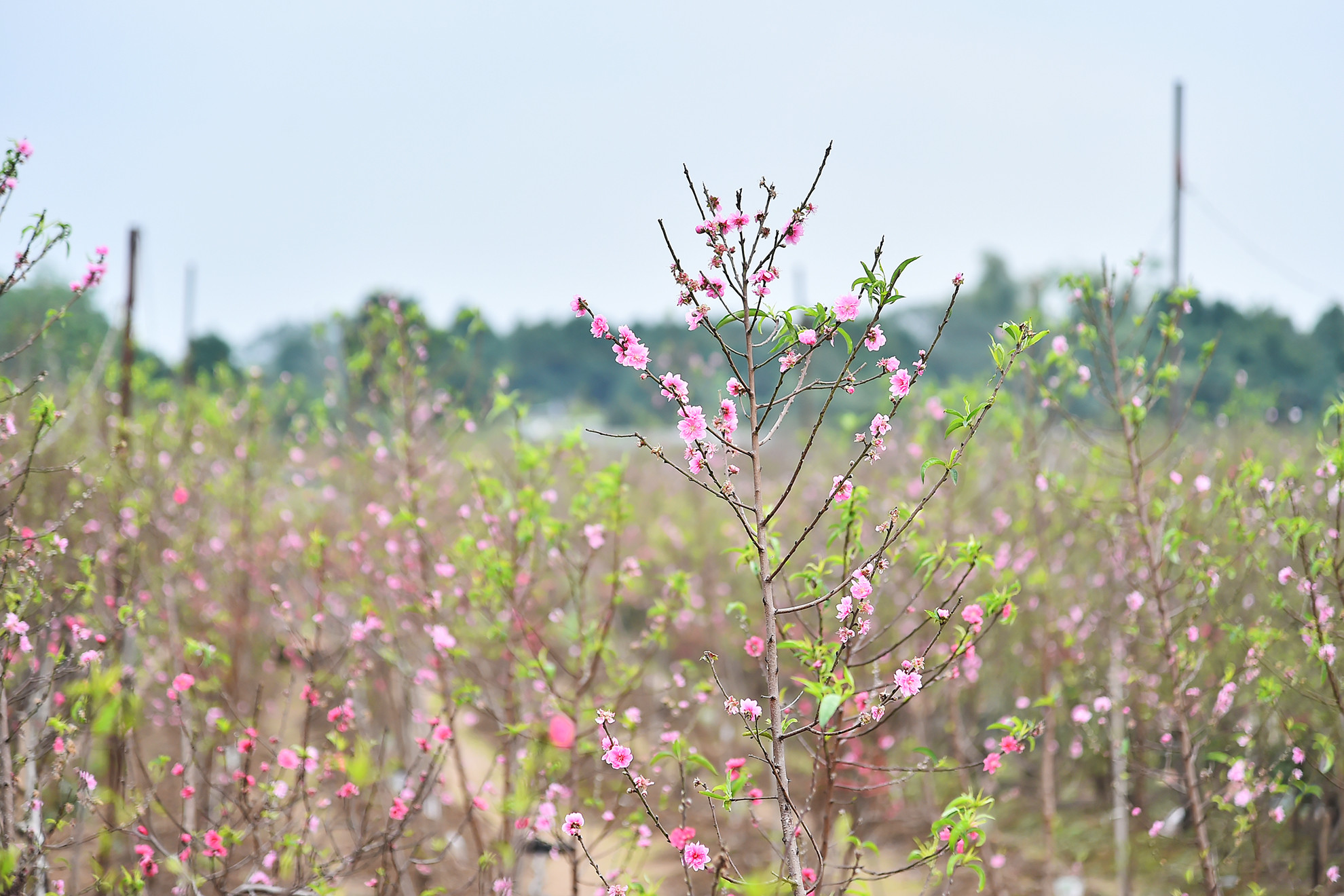 Những ngày này, hàng vạn gốc đào Nhật Tân hoa đã bung nở. Sắc hồng như tô thắm cả một góc trời Hà Nội. Những ngày này, hàng vạn gốc đào Nhật Tân hoa đã bung nở. Sắc hồng như tô thắm cả một góc trời Hà Nội.