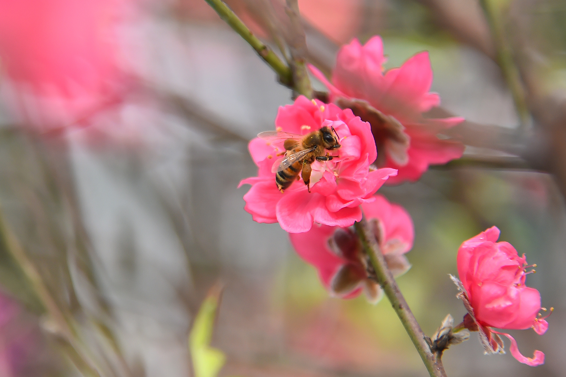 Đã tự bao giờ, đào Nhật Tân đã trở thành biểu tượng văn hoá Tết của người Hà Nội. Khi những bông hoa đào Nhật Tân khoe sắc rực rỡ là lúc báo hiệu không khí Tết đang cận kề hơn bao giờ hết. Đã tự bao giờ, đào Nhật Tân đã trở thành biểu tượng văn hoá Tết của người Hà Nội. Khi những bông hoa đào Nhật Tân khoe sắc rực rỡ là lúc báo hiệu không khí Tết đang cận kề hơn bao giờ hết.