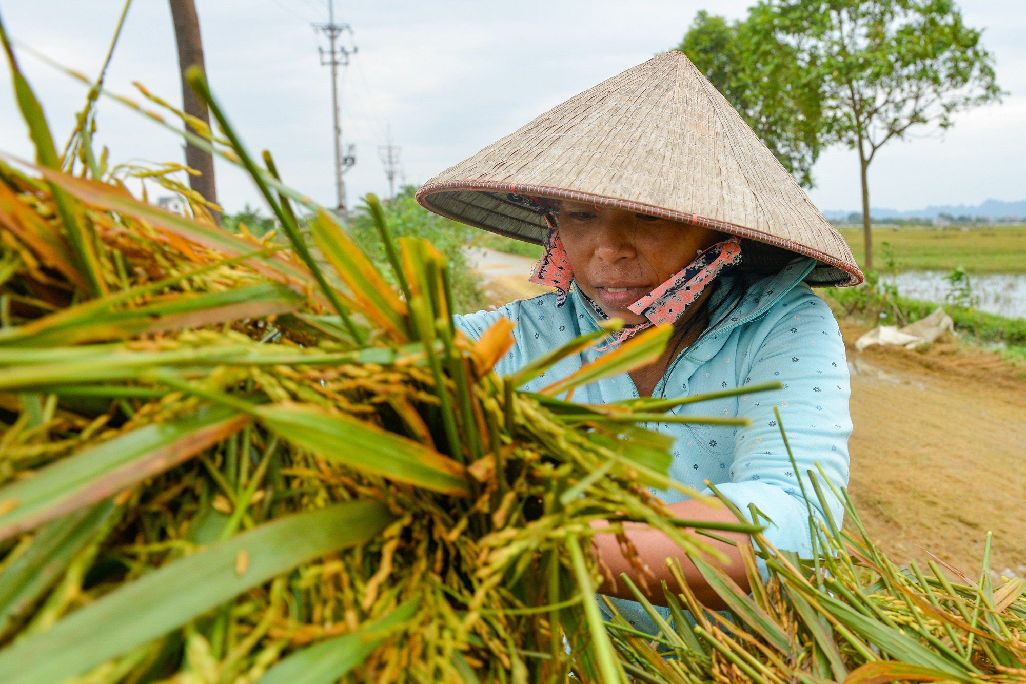 Bà con nông dân tranh thủ chất lúa lên xe, chở về để phơi. Bà con nông dân tranh thủ chất lúa lên xe, chở về để phơi.