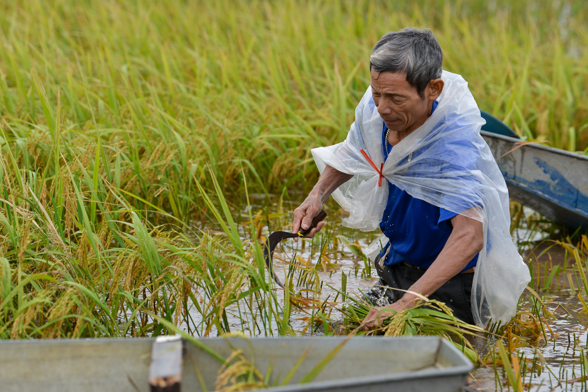 Tranh thủ ngày ngớt mưa, nông dân hối hả ra đồng gặt và chuyển lúa non vừa vớt được lên bờ. Tranh thủ ngày ngớt mưa, nông dân hối hả ra đồng gặt và chuyển lúa non vừa vớt được lên bờ.