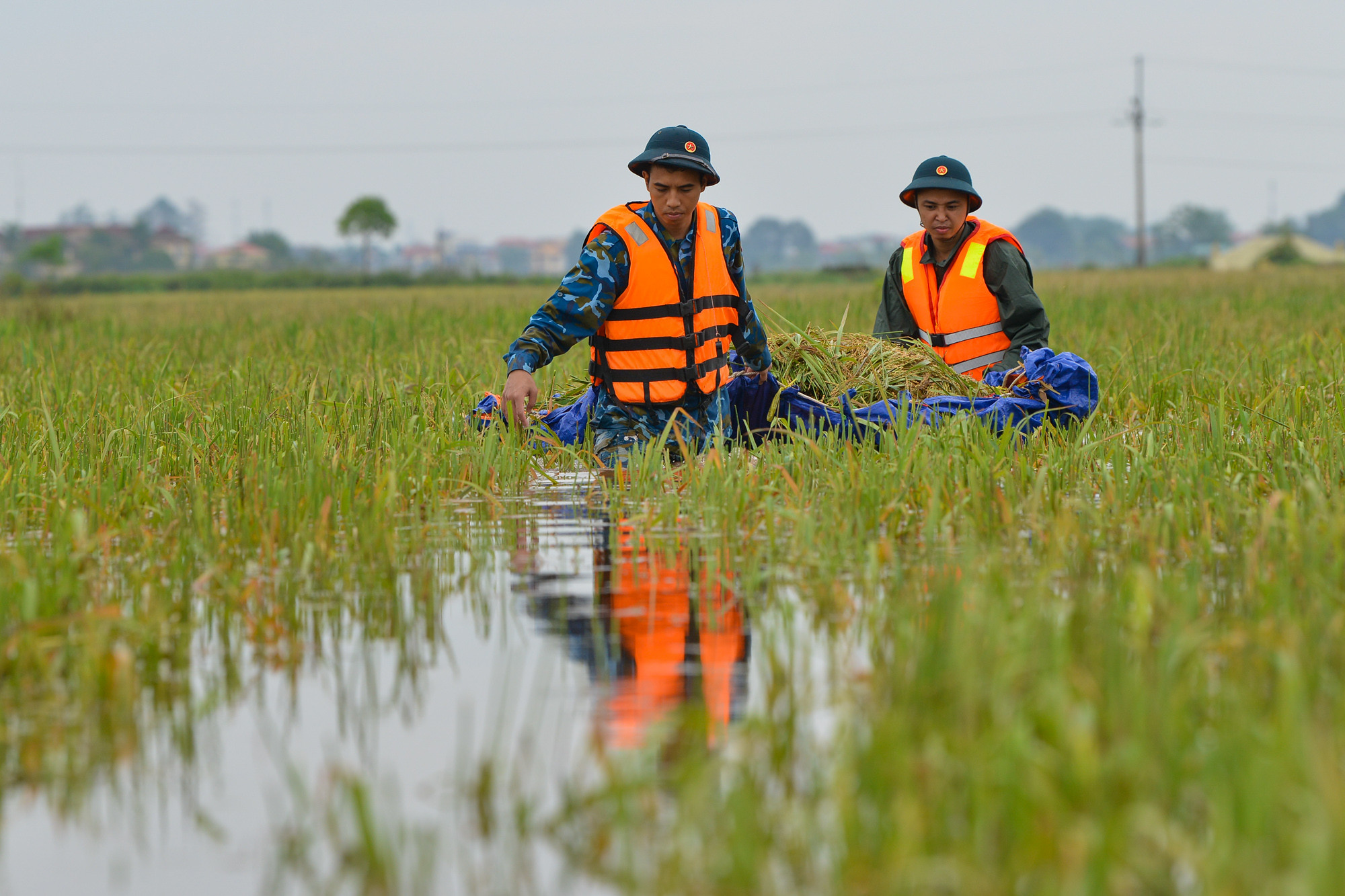 Thuyền, phao, bạt... đều được tận dụng để chở lúa vào bờ. Thuyền, phao, bạt... đều được tận dụng để chở lúa vào bờ.