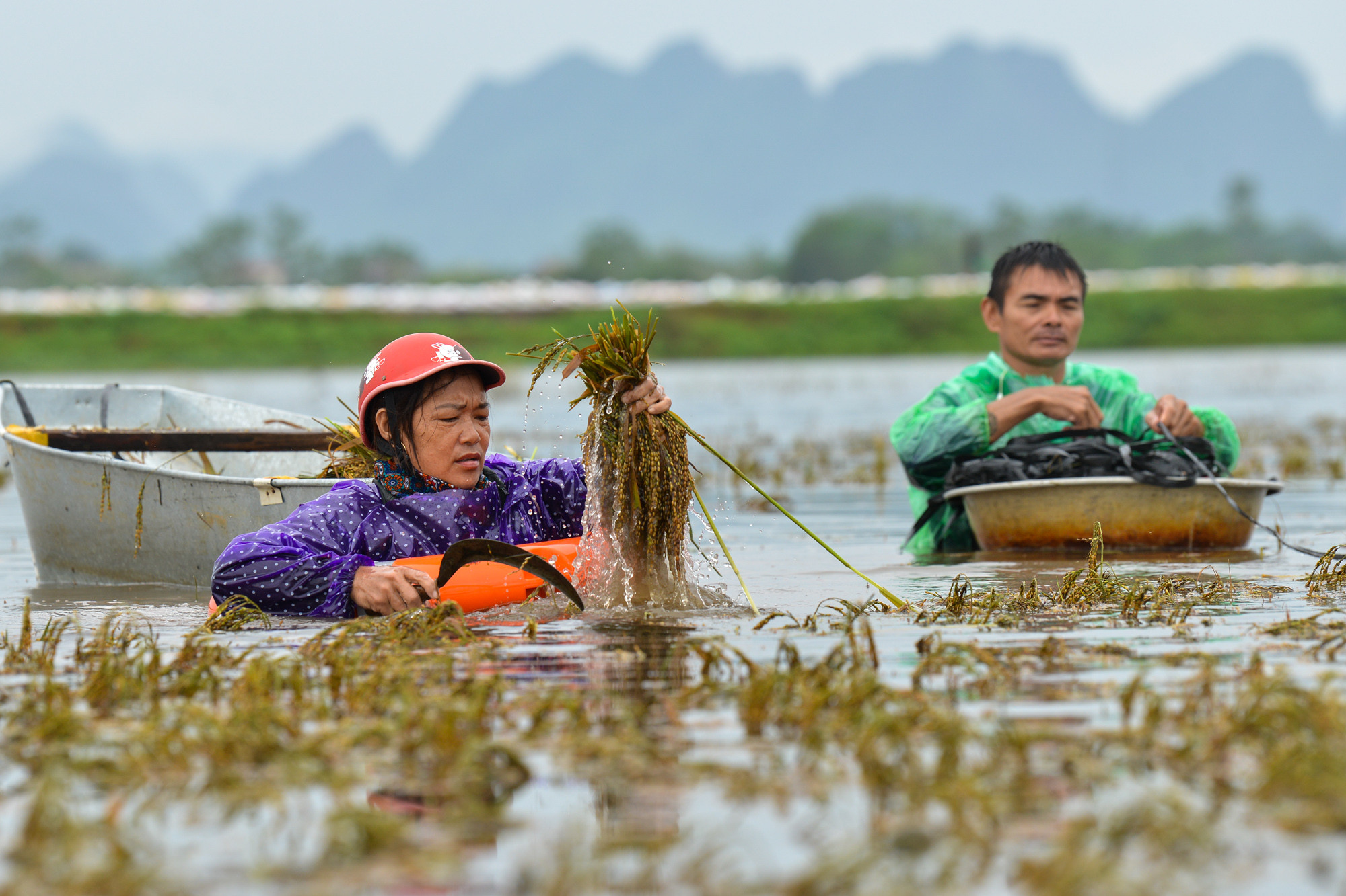 Điểm ngập sâu, người dân phải dùng phao để vớt lúa. Điểm ngập sâu, người dân phải dùng phao để vớt lúa.