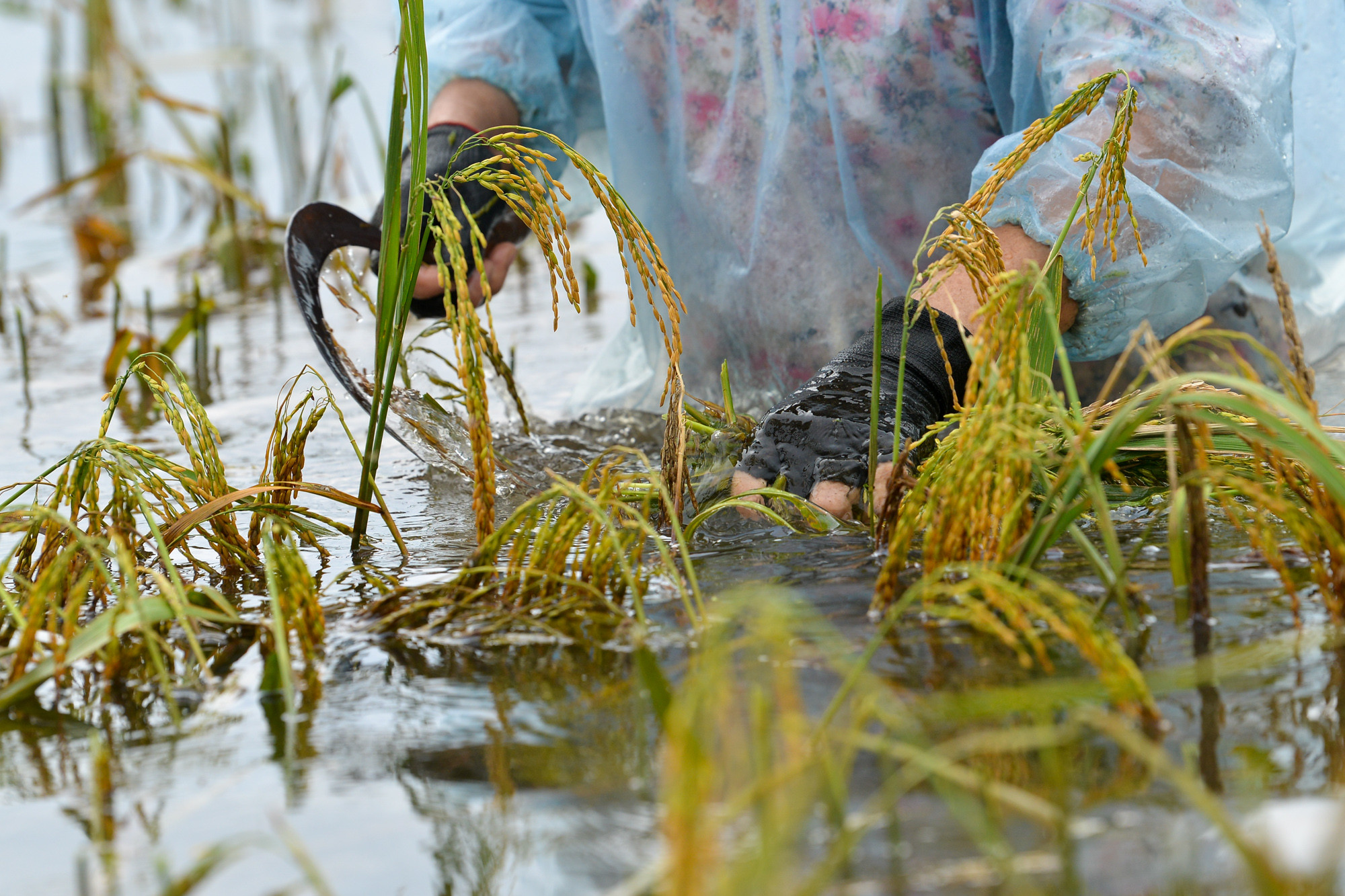 Ngâm lũ hơn chục ngày, lại gặt non nên lúa chỉ có thể làm thức ăn cho vật nuôi. Ngâm lũ hơn chục ngày, lại gặt non nên lúa chỉ có thể làm thức ăn cho vật nuôi.