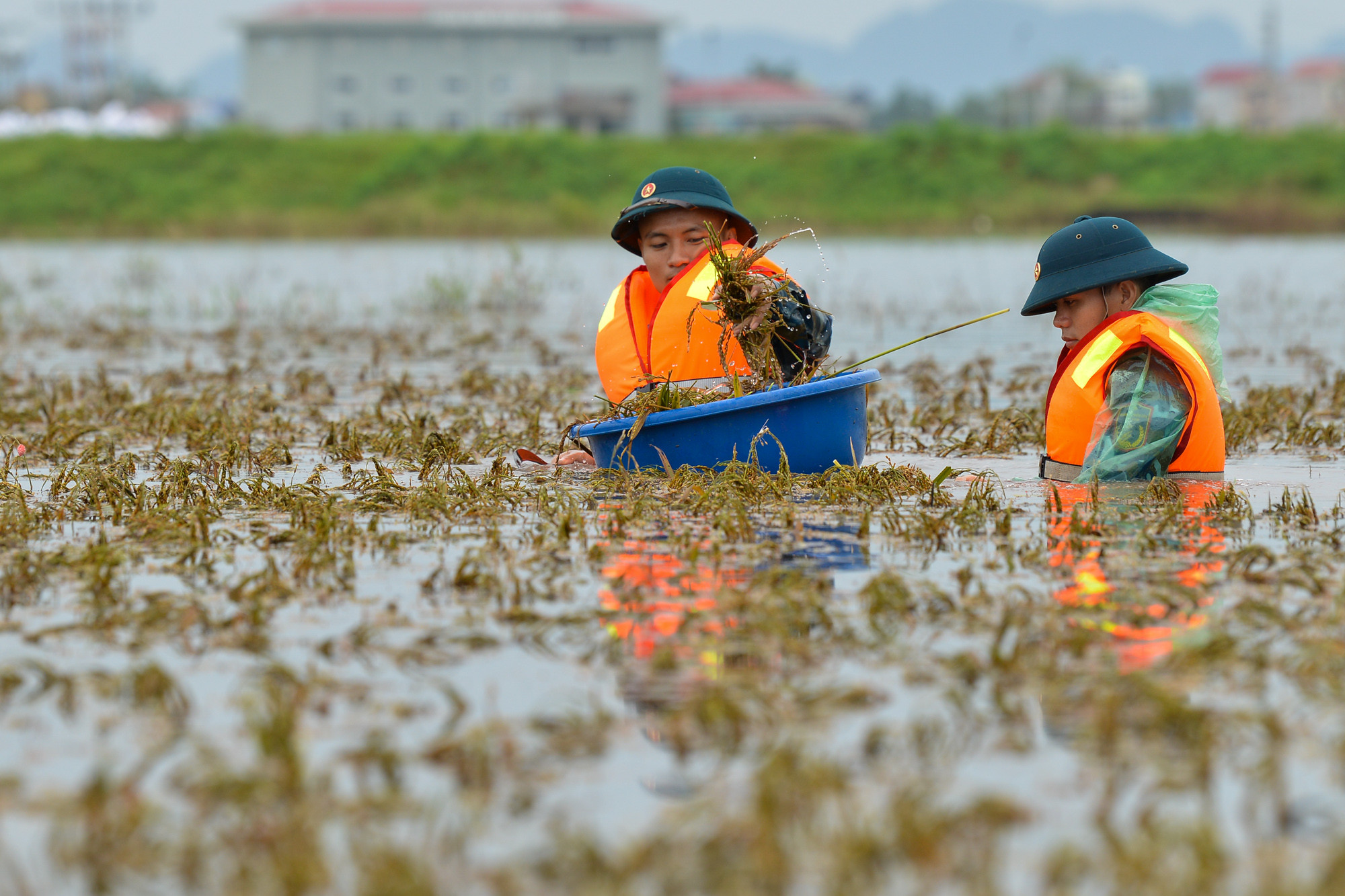 Ruộng lúa ngập sâu quá nửa người. Ruộng lúa ngập sâu quá nửa người.
