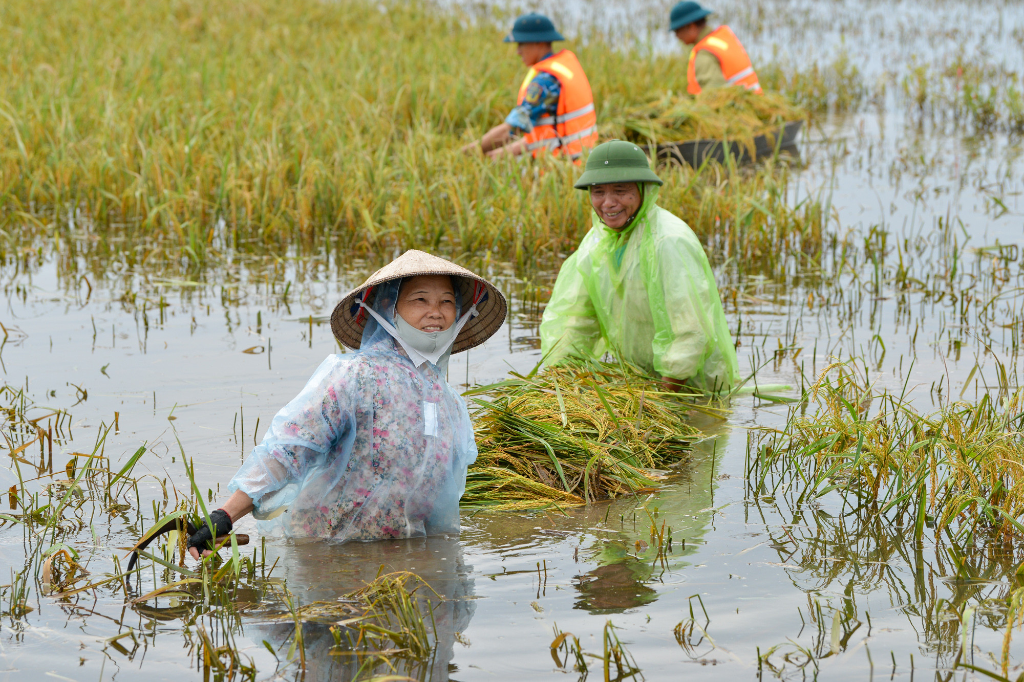 [Ảnh] Chiến sĩ Phòng không-Không quân dầm mình trong nước, gặt lúa giúp dân ảnh 2