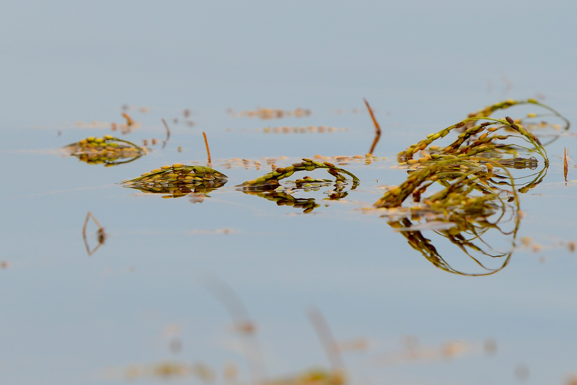 Những bông lúa non do ngâm nước lâu ngày đã đổi màu. Những bông lúa non do ngâm nước lâu ngày đã đổi màu.