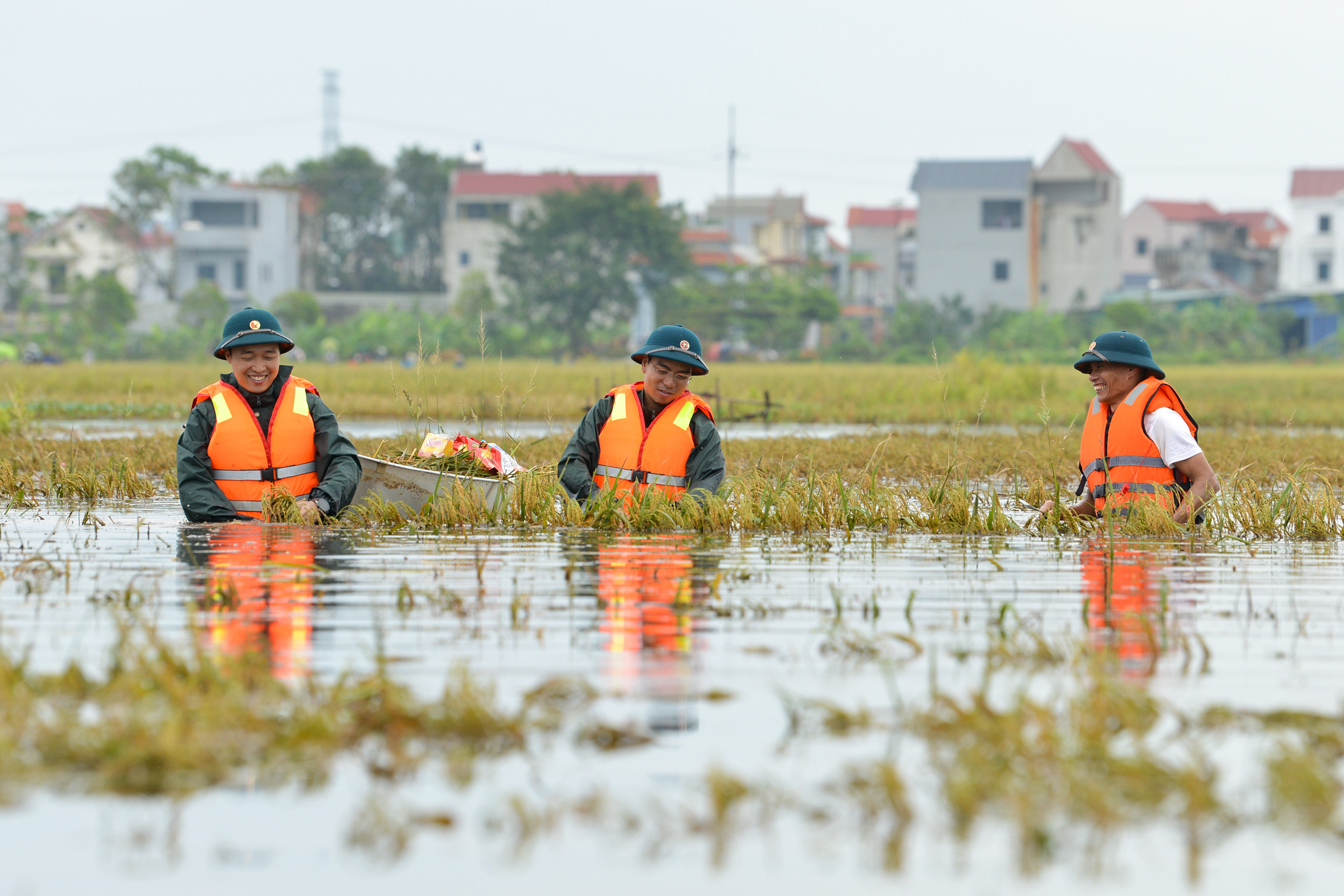 Dù biết sản lượng thấp nhưng vẫn phải gặt, nếu không hạt lúa bị ngâm nước sẽ nảy mầm. Dù biết sản lượng thấp nhưng vẫn phải gặt, nếu không hạt lúa bị ngâm nước sẽ nảy mầm.