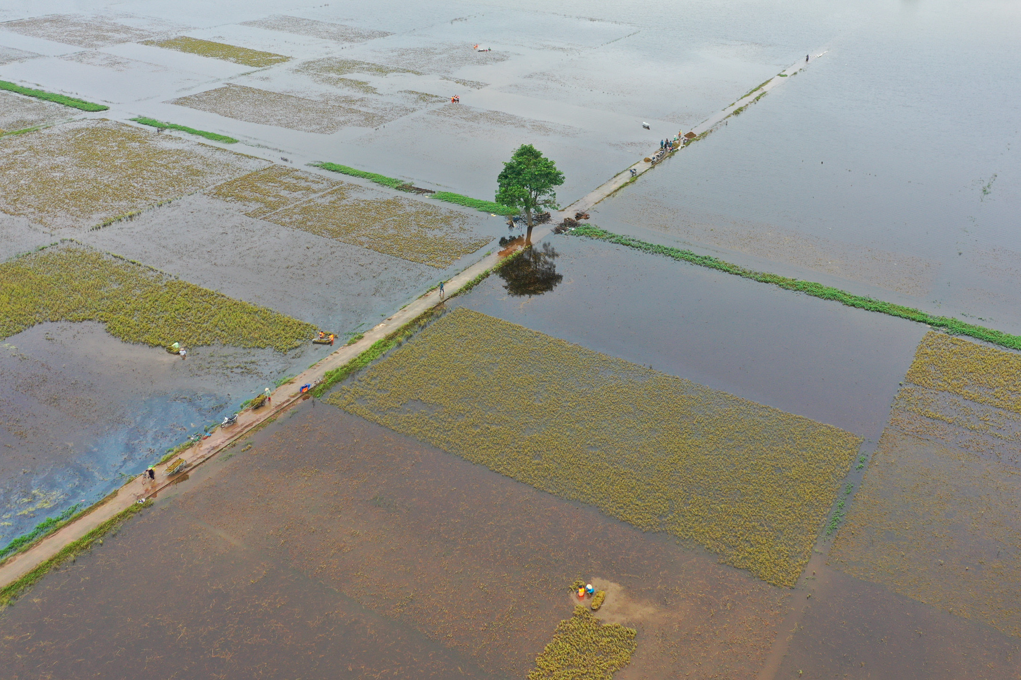 Nước sông Bùi dâng cao làm các cánh đồng ở xã Mỹ Lương (huyện Chương Mỹ, Hà Nội) ngập nặng. Nước sông Bùi dâng cao làm các cánh đồng ở xã Mỹ Lương (huyện Chương Mỹ, Hà Nội) ngập nặng.