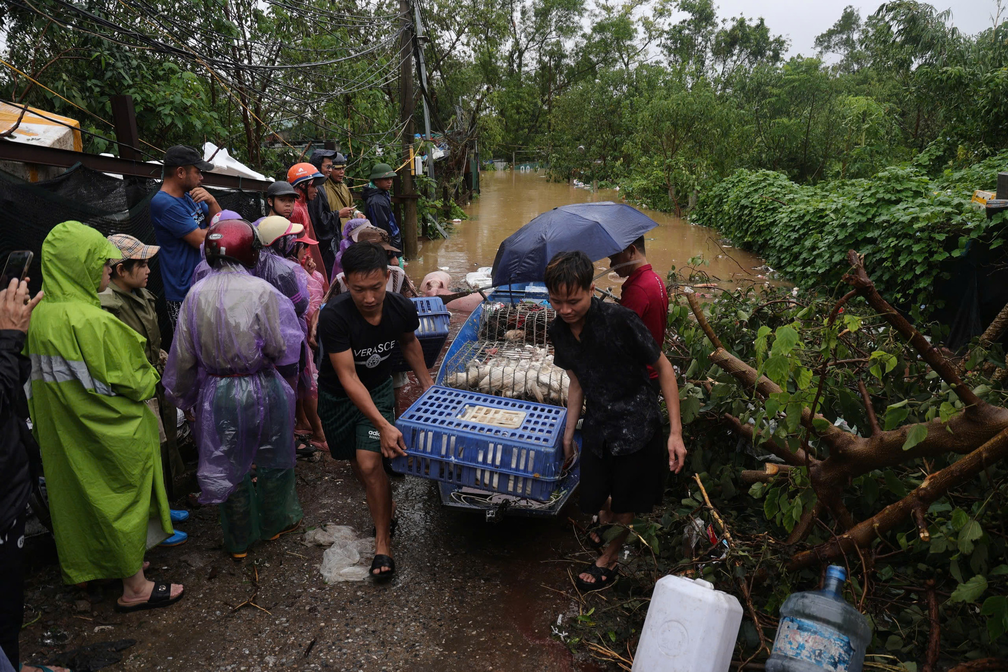 Tại ngõ 76 An Dương (Tây Hồ), người dân di chuyển đồ đạc, vật nuôi bằng thuyền đến khu vực cao hơn.