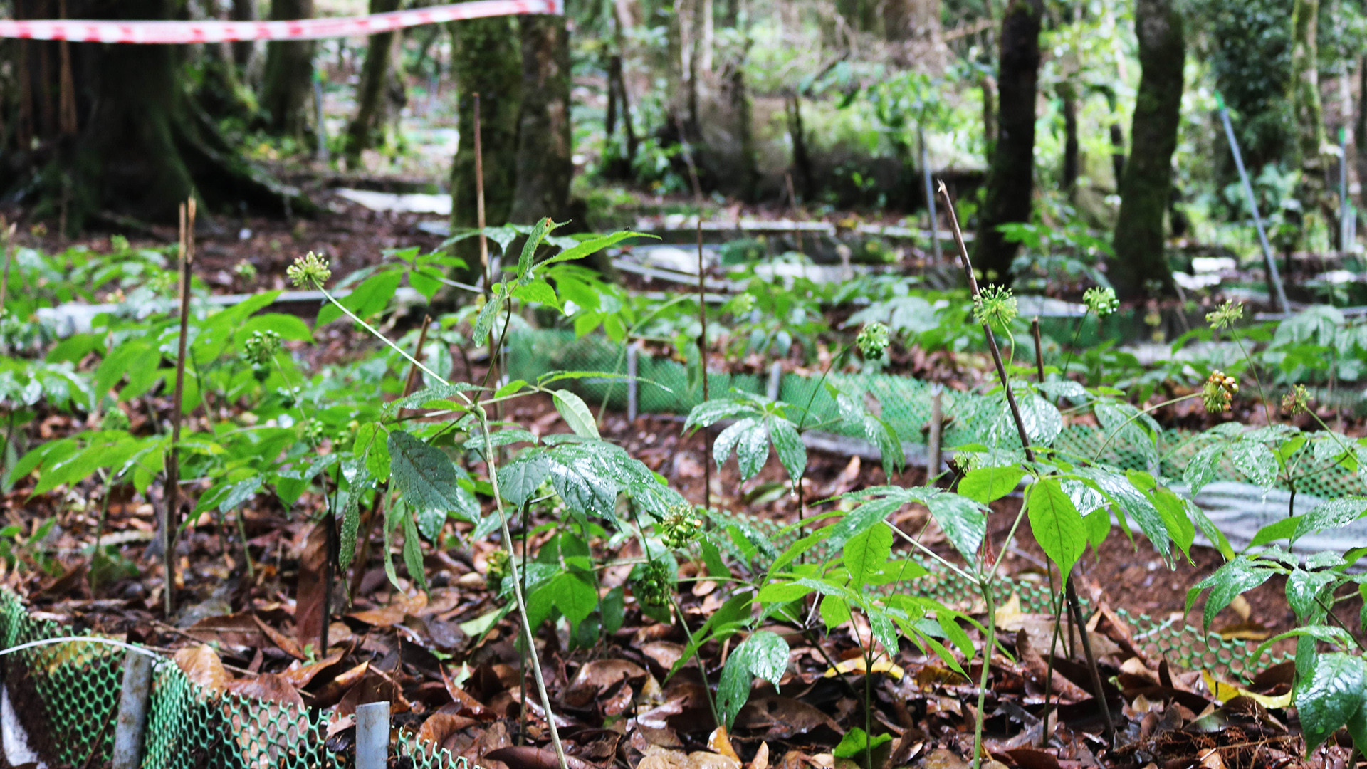Đồng bào dân tộc thiểu số thôn Làng Mới chú trọng trồng sâm Ngọc Linh.