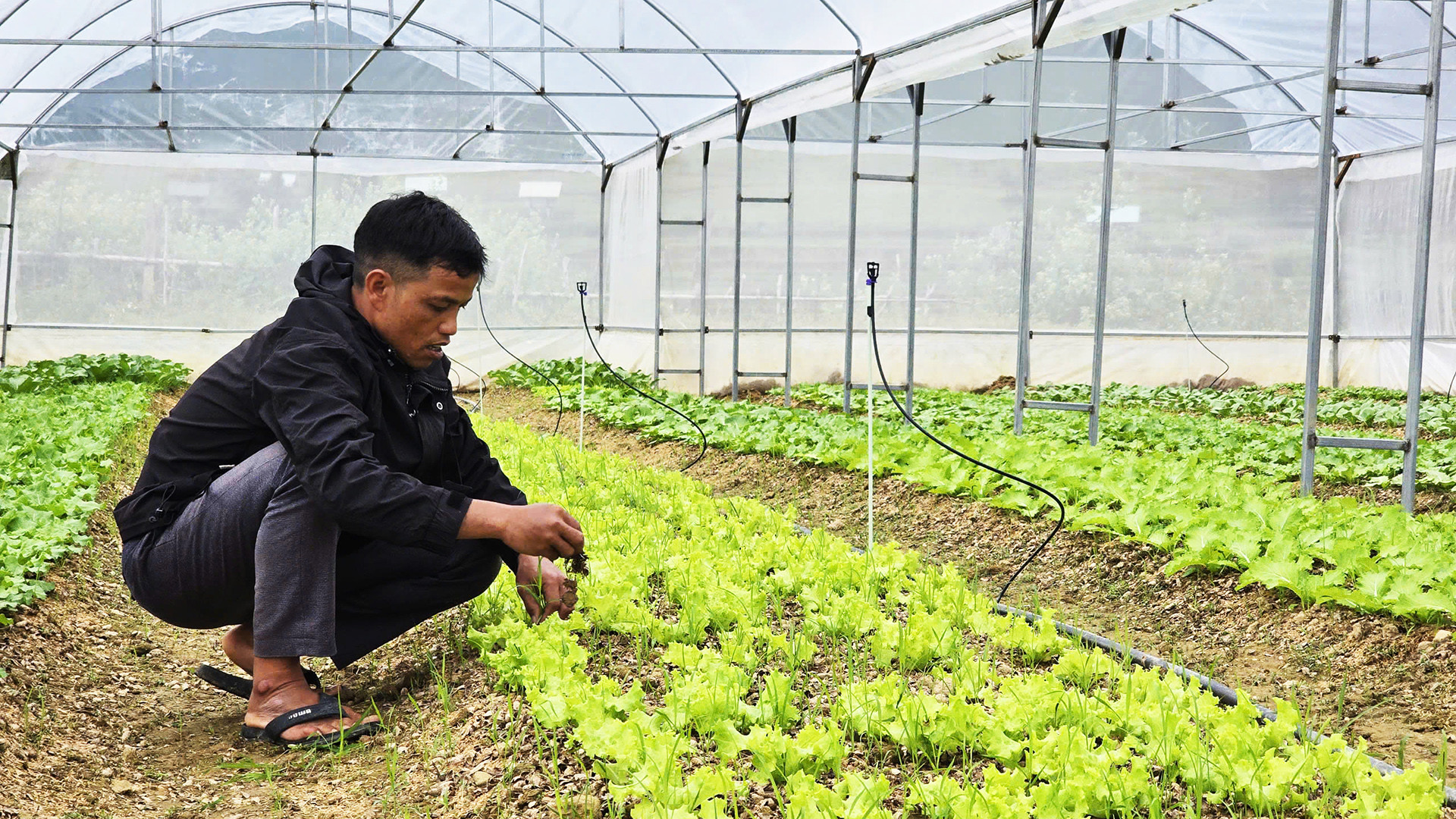 Anh A Hùng trồng rau, củ xứ lạnh trong nhà màng. Anh A Hùng trồng rau, củ xứ lạnh trong nhà màng.