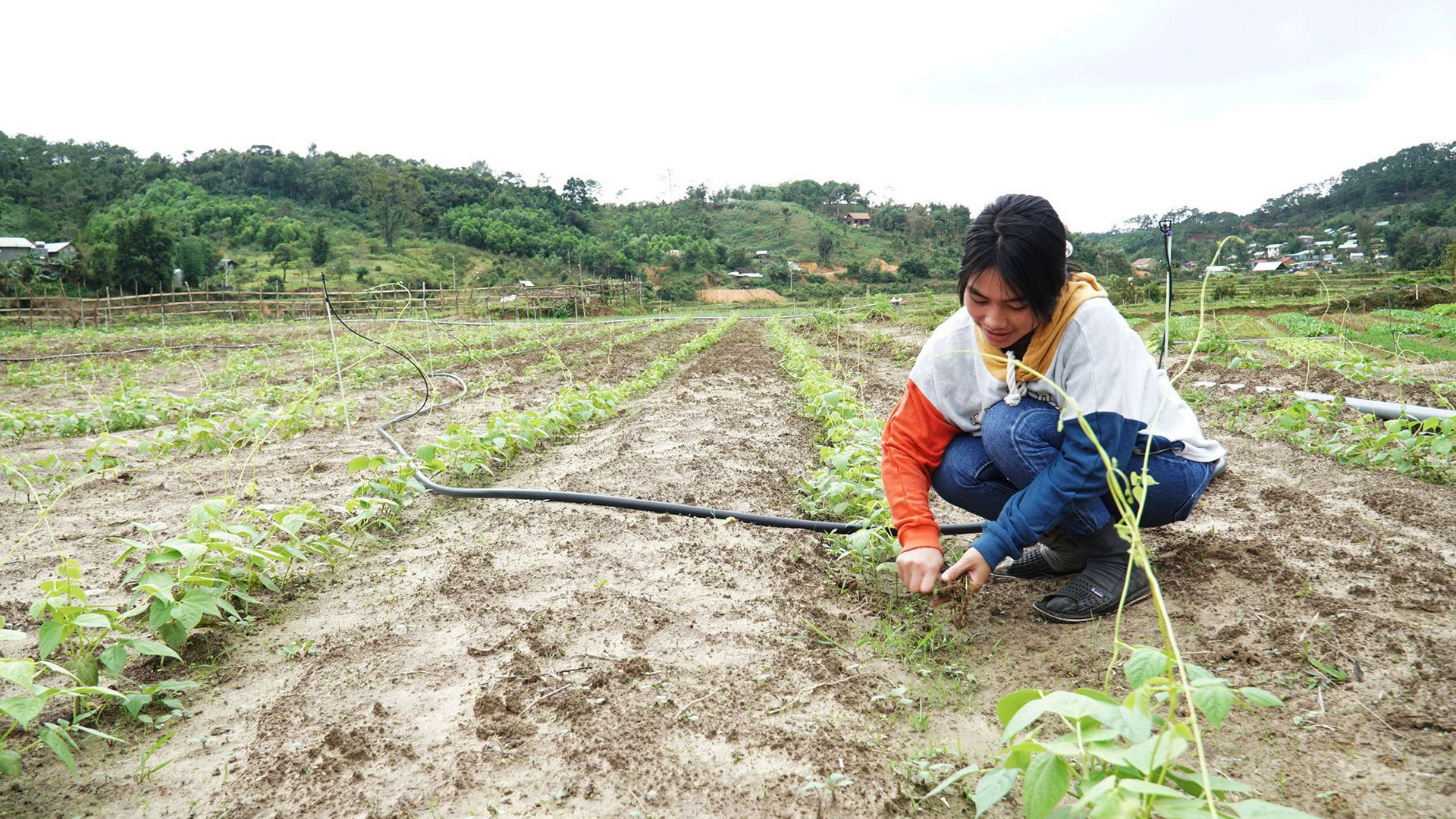 Chị Y Lợi phấn khởi khi quyết định chuyển đổi cây trồng, sang canh tác rau, củ xứ lạnh. Chị Y Lợi phấn khởi khi quyết định chuyển đổi cây trồng, sang canh tác rau, củ xứ lạnh.