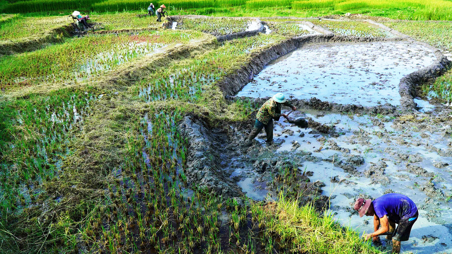 Thôn Làng Mới phát triển được 35ha lúa 2 vụ.