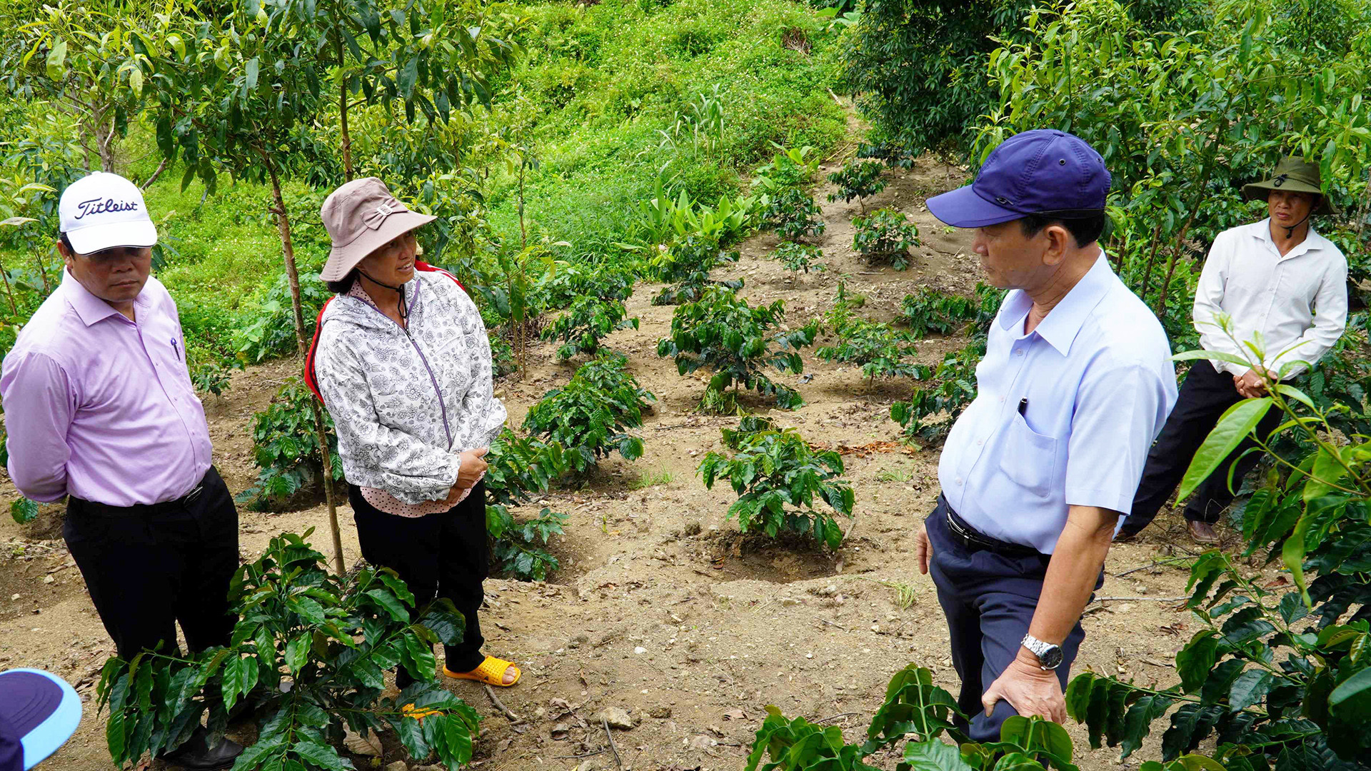 Cà-phê xứ lạnh phù hợp với khí hậu và thổ nhưỡng của thôn Làng Mới.