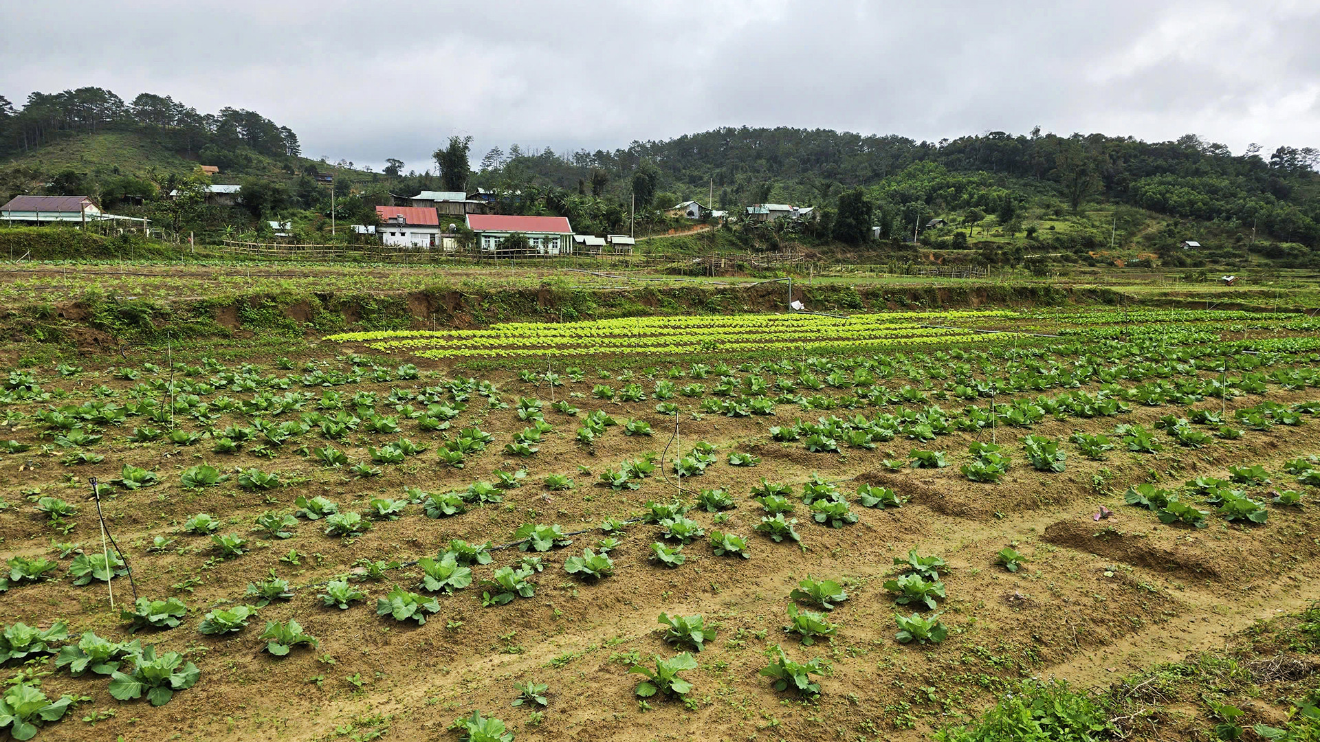 Đồng bào dân tộc thiểu số thôn Kon Vơng Kia trồng rau, củ tập trung liên kết sản xuất, phát triển kinh tế. Đồng bào dân tộc thiểu số thôn Kon Vơng Kia trồng rau, củ tập trung liên kết sản xuất, phát triển kinh tế.