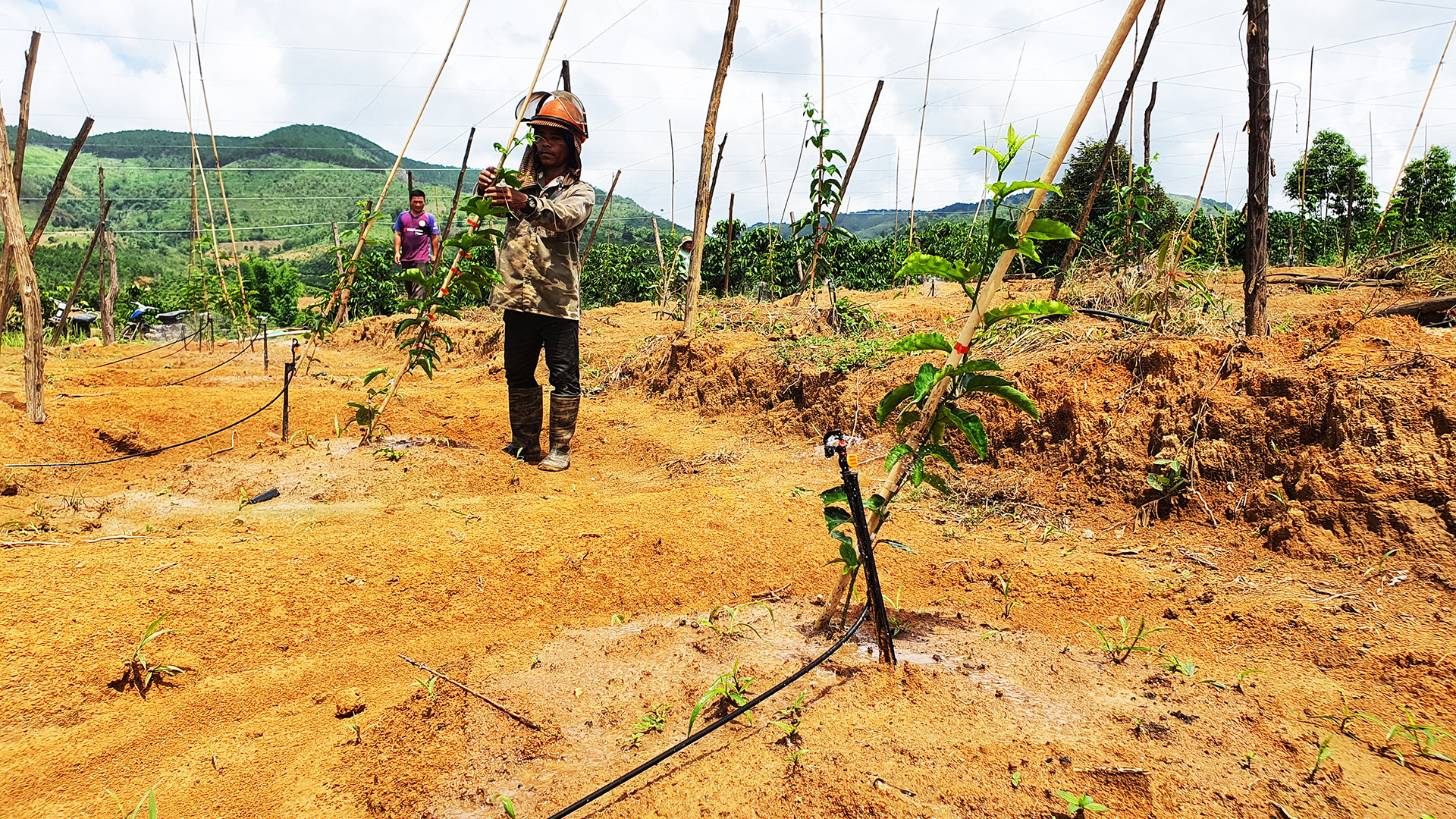 Đồng bào dân tộc thiểu số huyện Sa Thầy ứng dụng tưới nhỏ giọt tại vườn chanh dây. Đồng bào dân tộc thiểu số huyện Sa Thầy ứng dụng tưới nhỏ giọt tại vườn chanh dây.