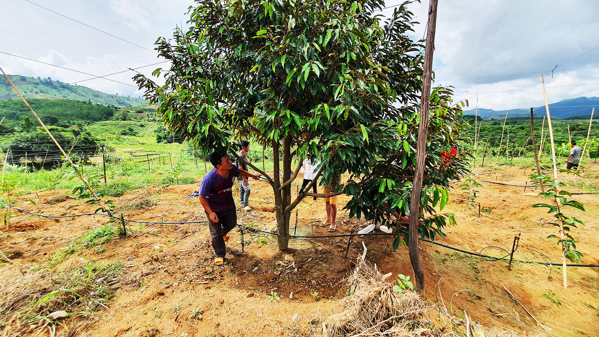 Trồng chanh dây xen sầu riêng tại huyện Sa Thầy. Trồng chanh dây xen sầu riêng tại huyện Sa Thầy.
